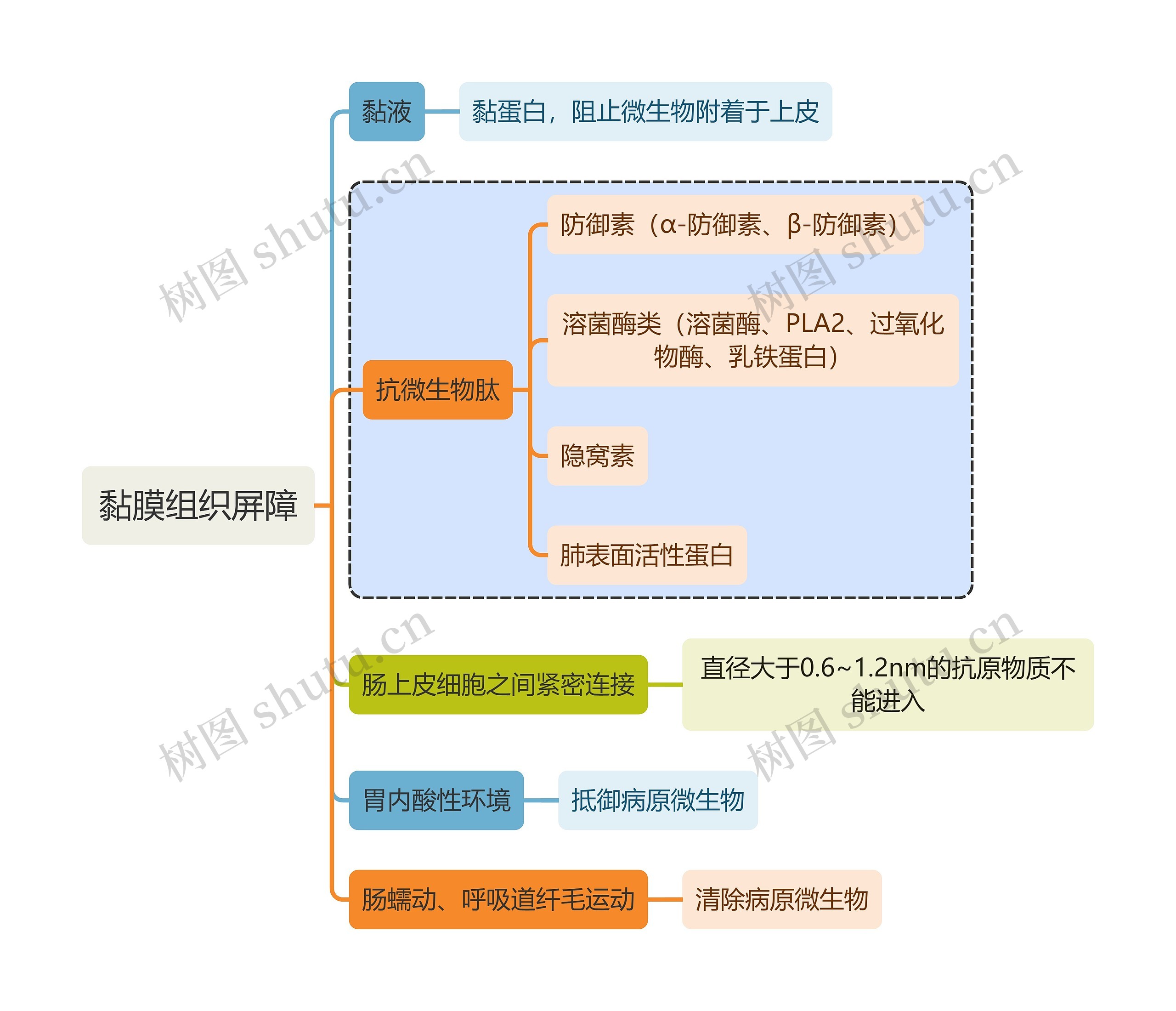 医学知识黏膜组织屏障思维导图