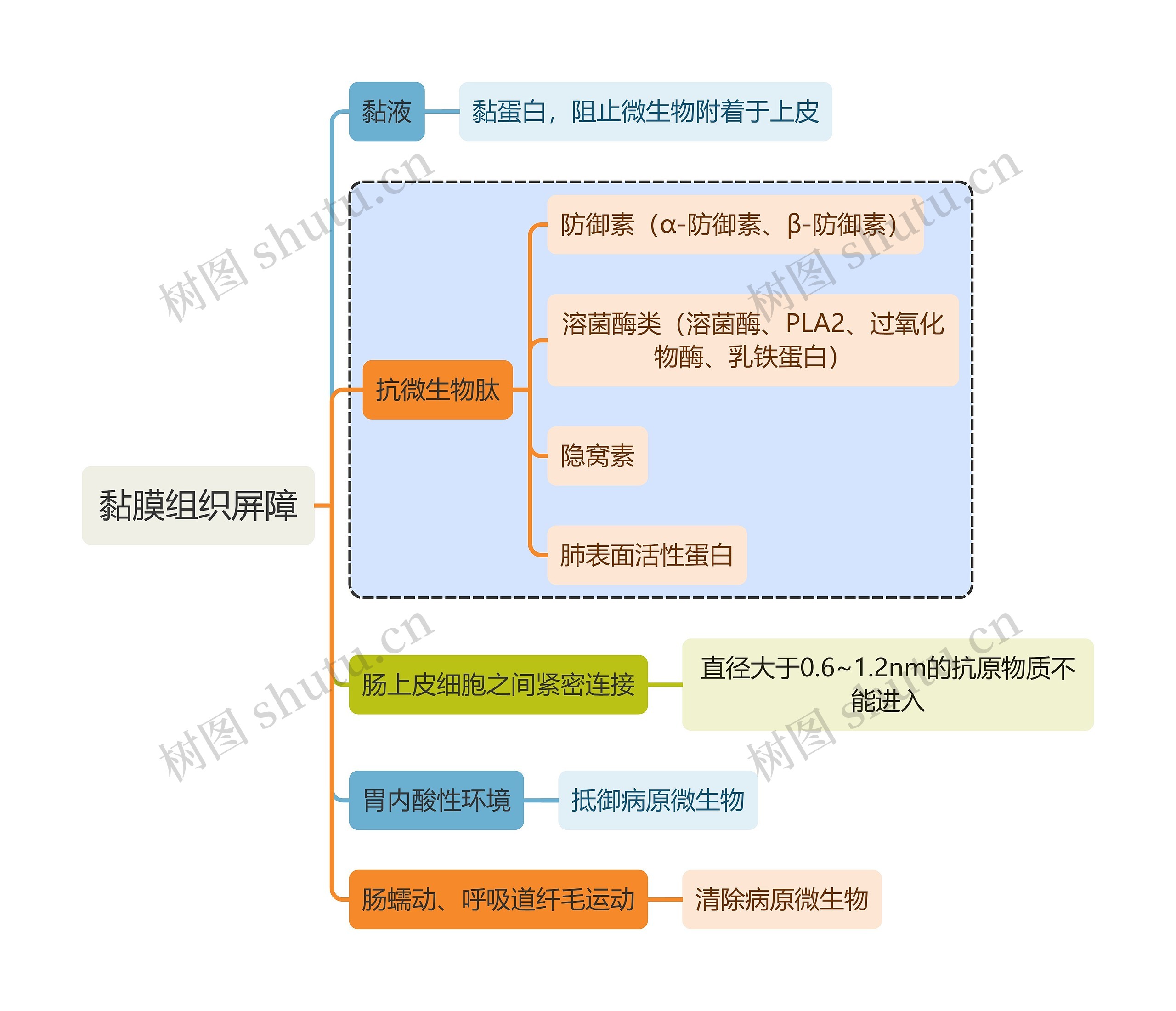 医学知识黏膜组织屏障思维导图高清图 医学知识黏膜组织屏障思维导图