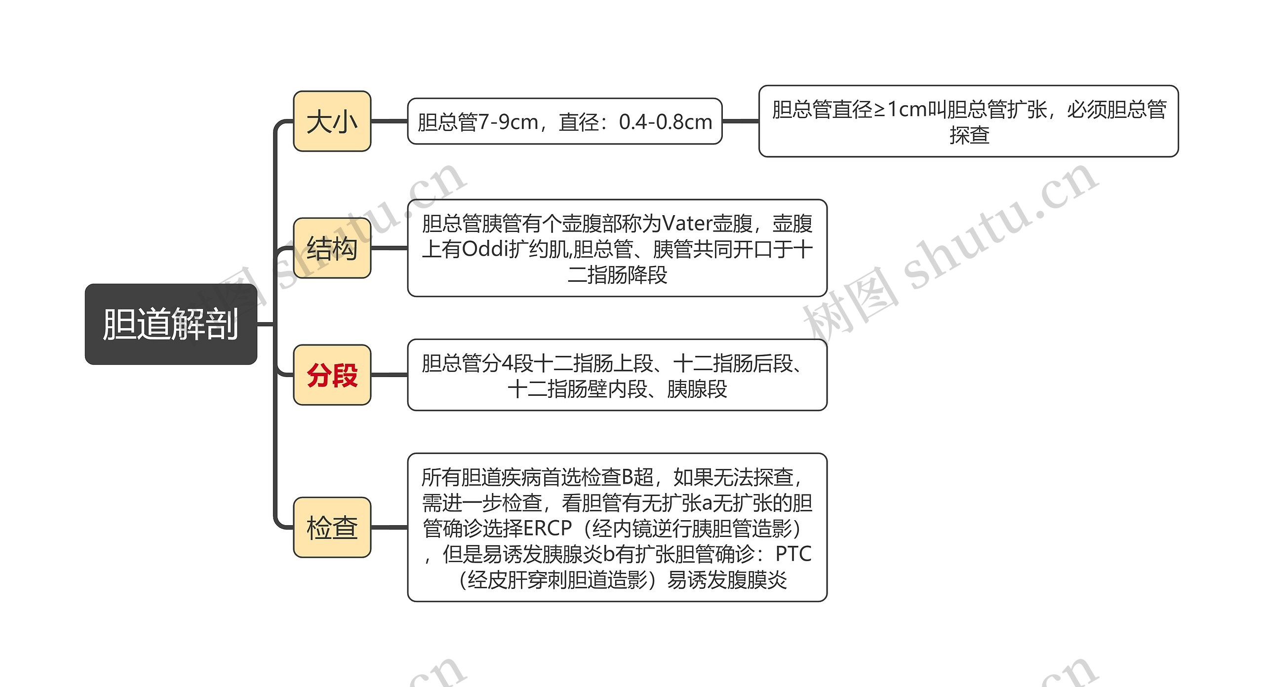 医学知识胆道解剖思维导图