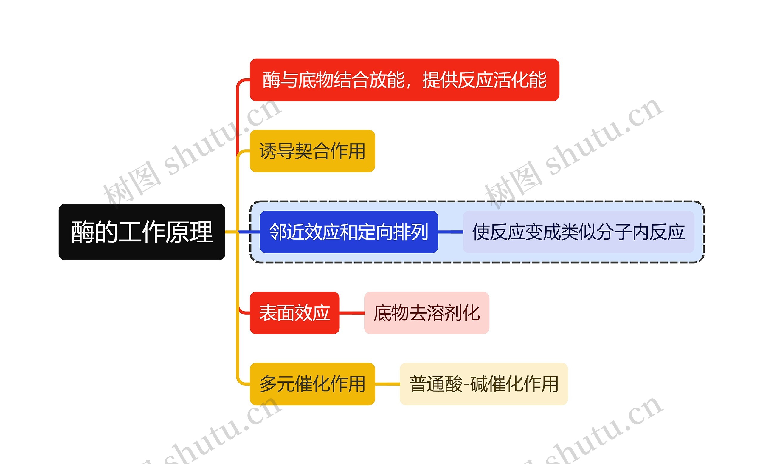 医学知识酶的工作原理思维导图