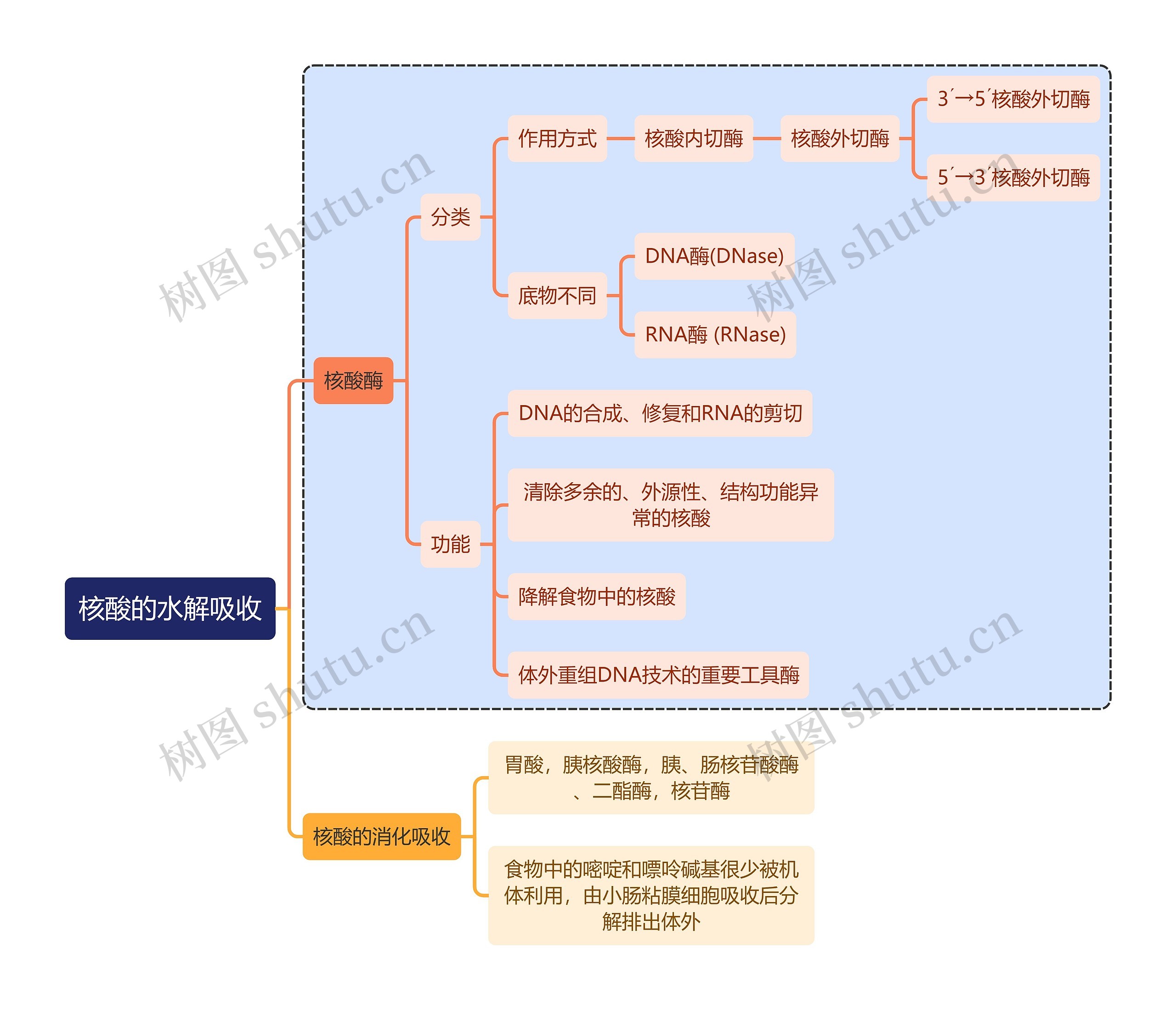 医学知识核酸的水解吸收思维导图