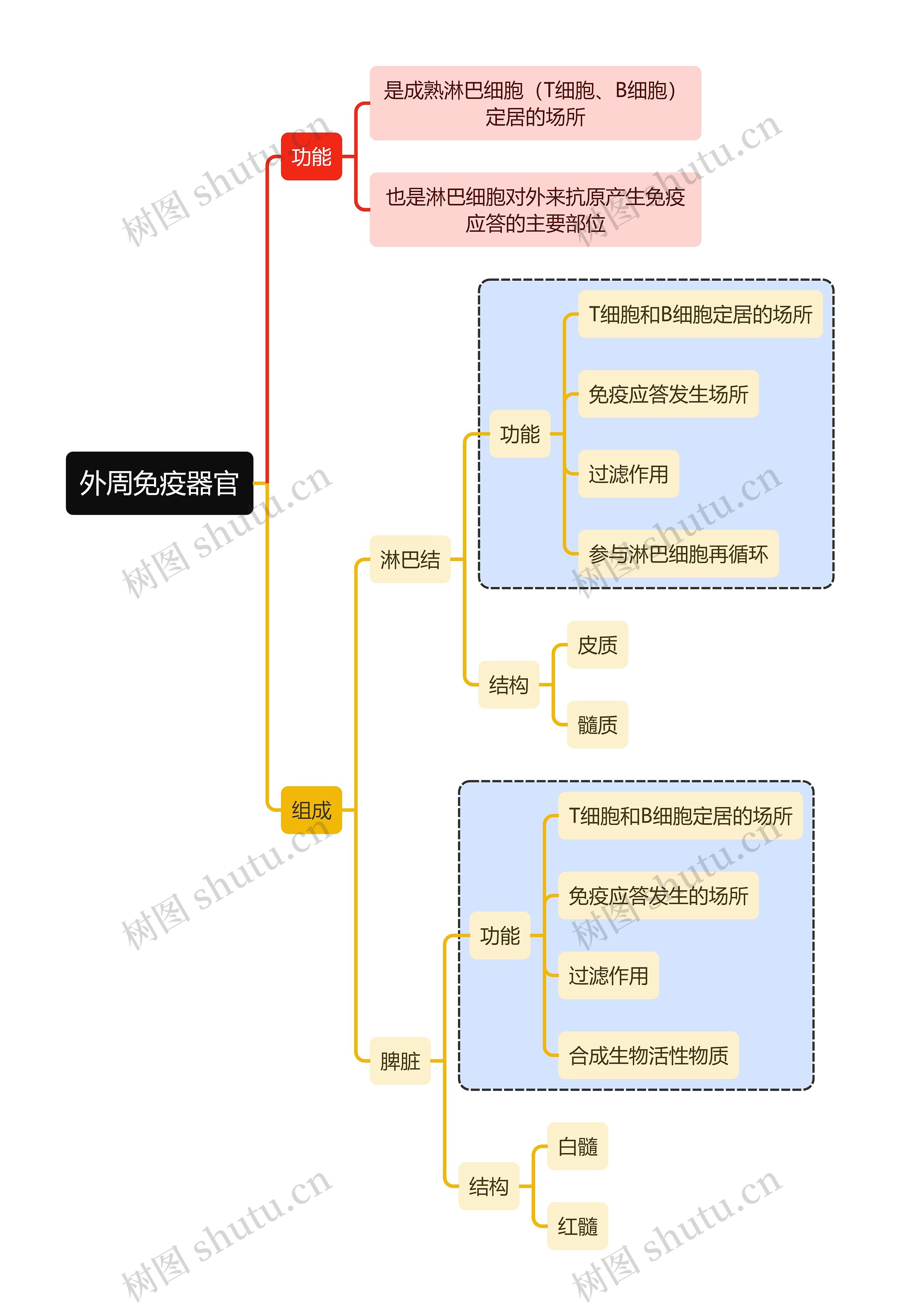 医学知识外周免疫器官思维导图