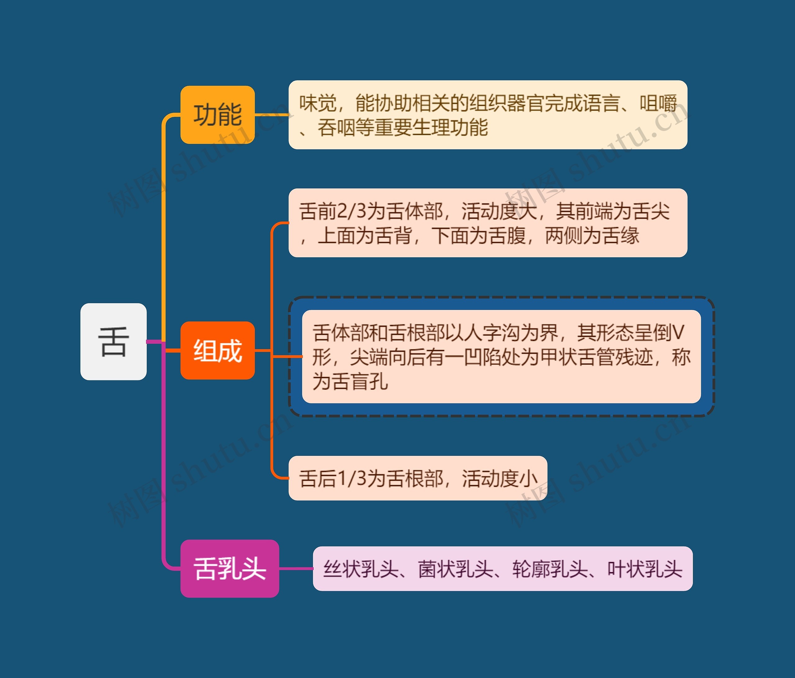 舌医学知识口腔的分区思维导图