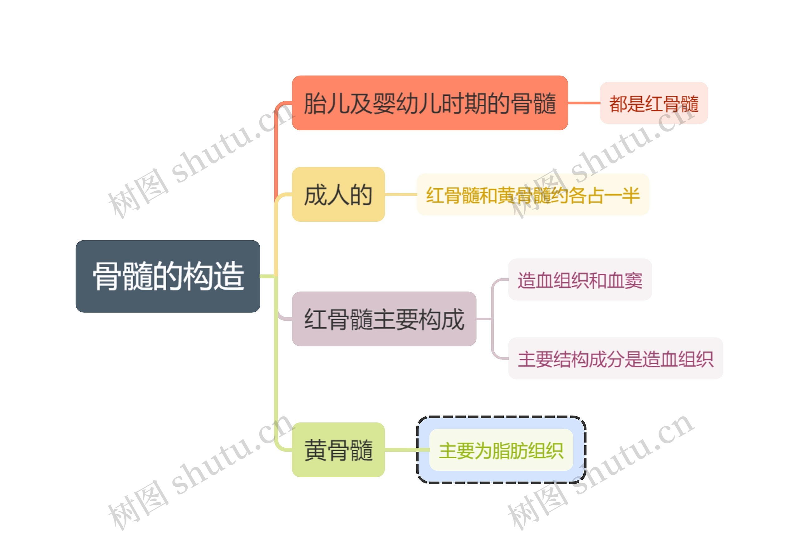 医学知识骨髓的构造思维导图