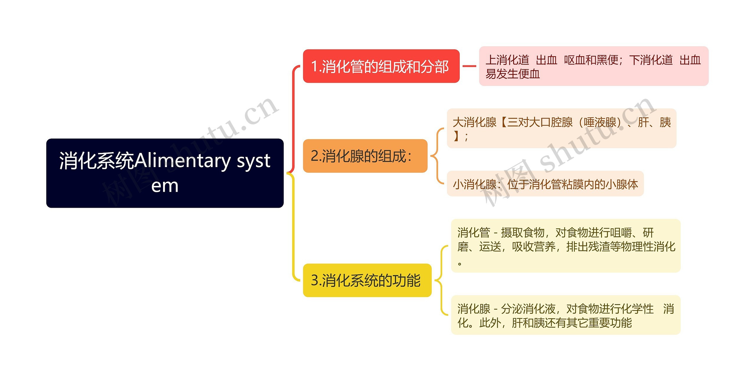 消化系统Alimentary system思维导图