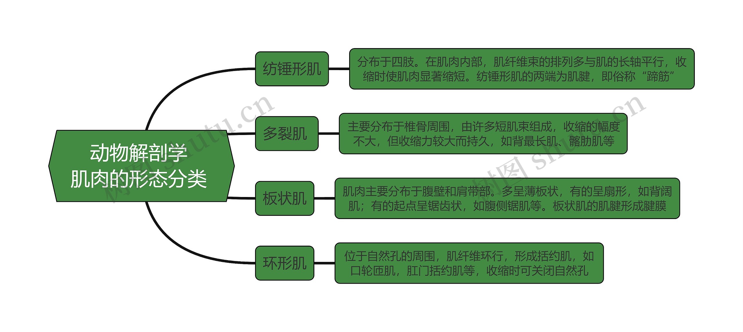 《动物解剖学肌肉的形态分类》思维导图