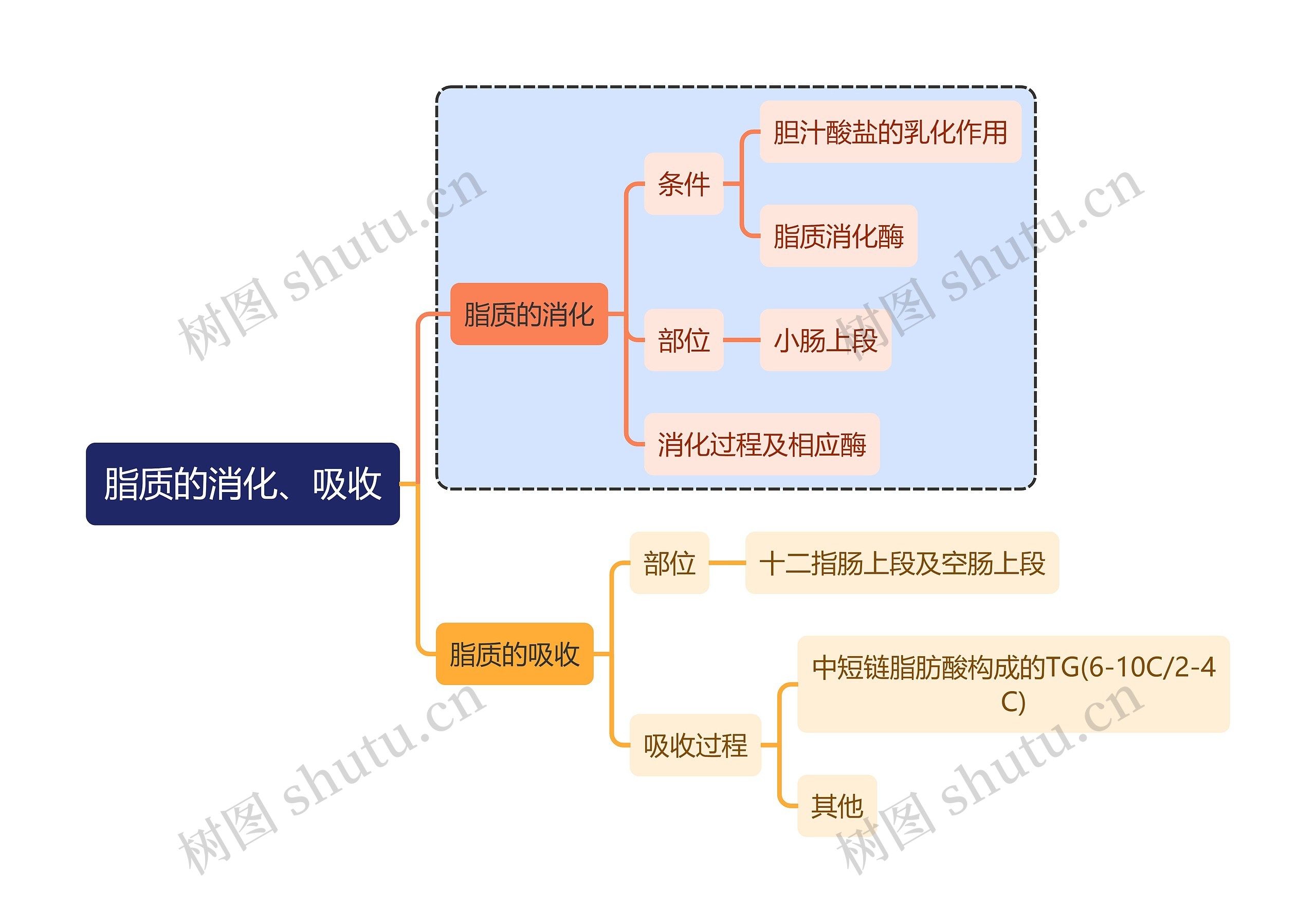 医学知识脂质的消化、吸收思维导图