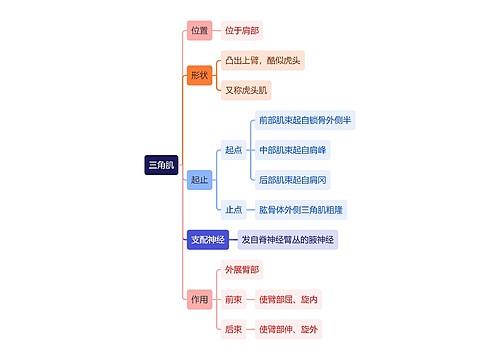 解剖学知识三角肌思维导图