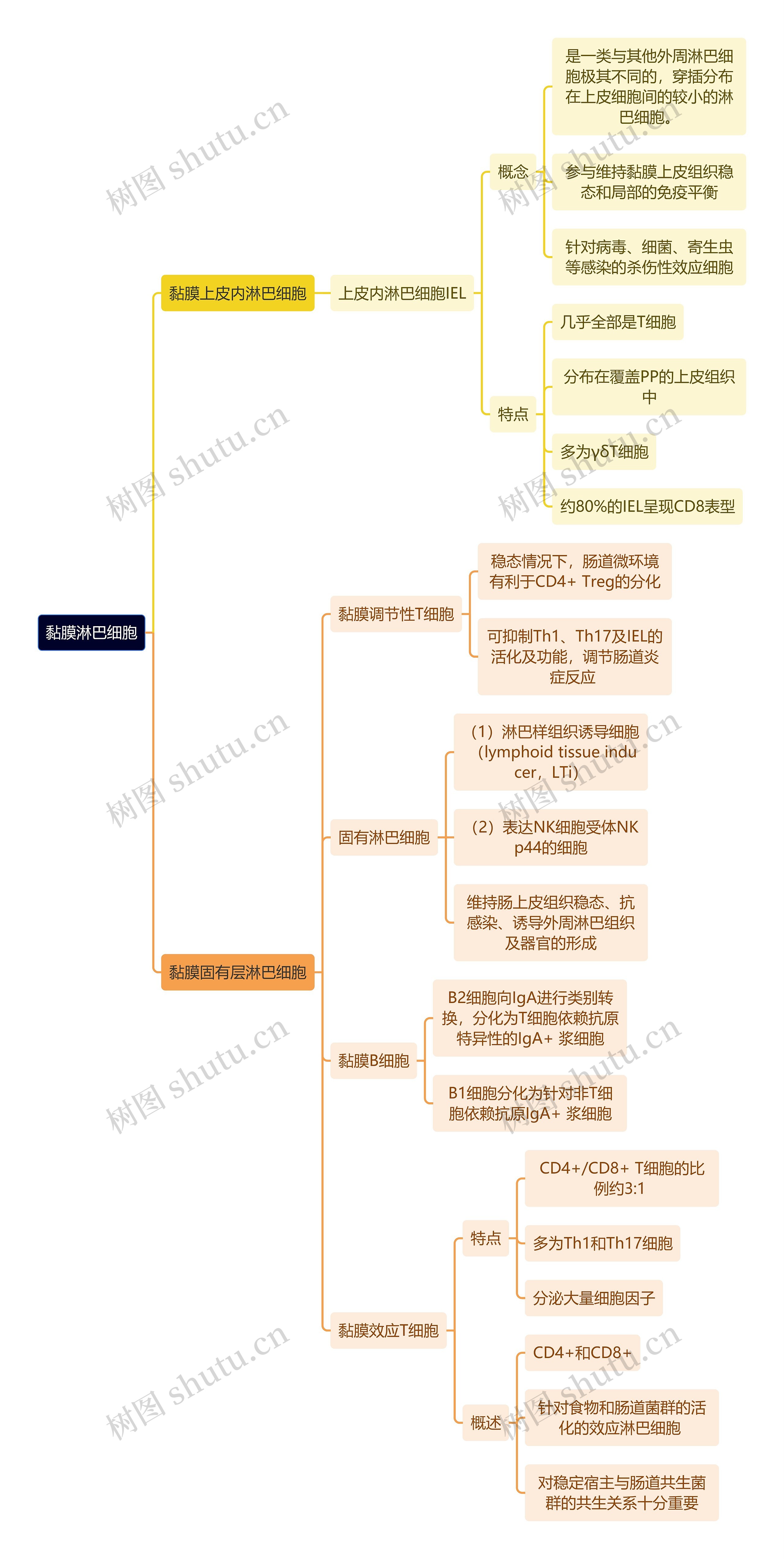 医学知识黏膜淋巴细胞思维导图