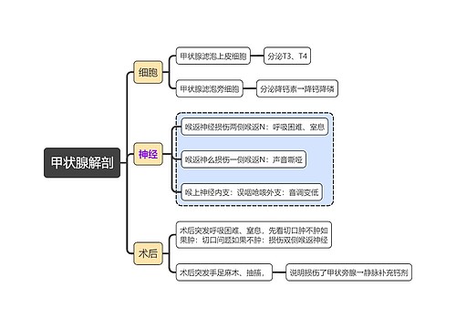 系统解剖学甲状腺解剖思维导图