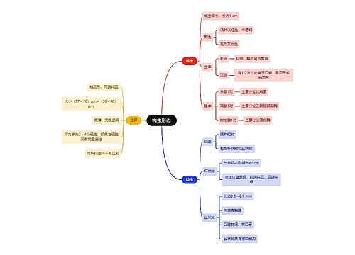 医学知识钩虫形态思维导图