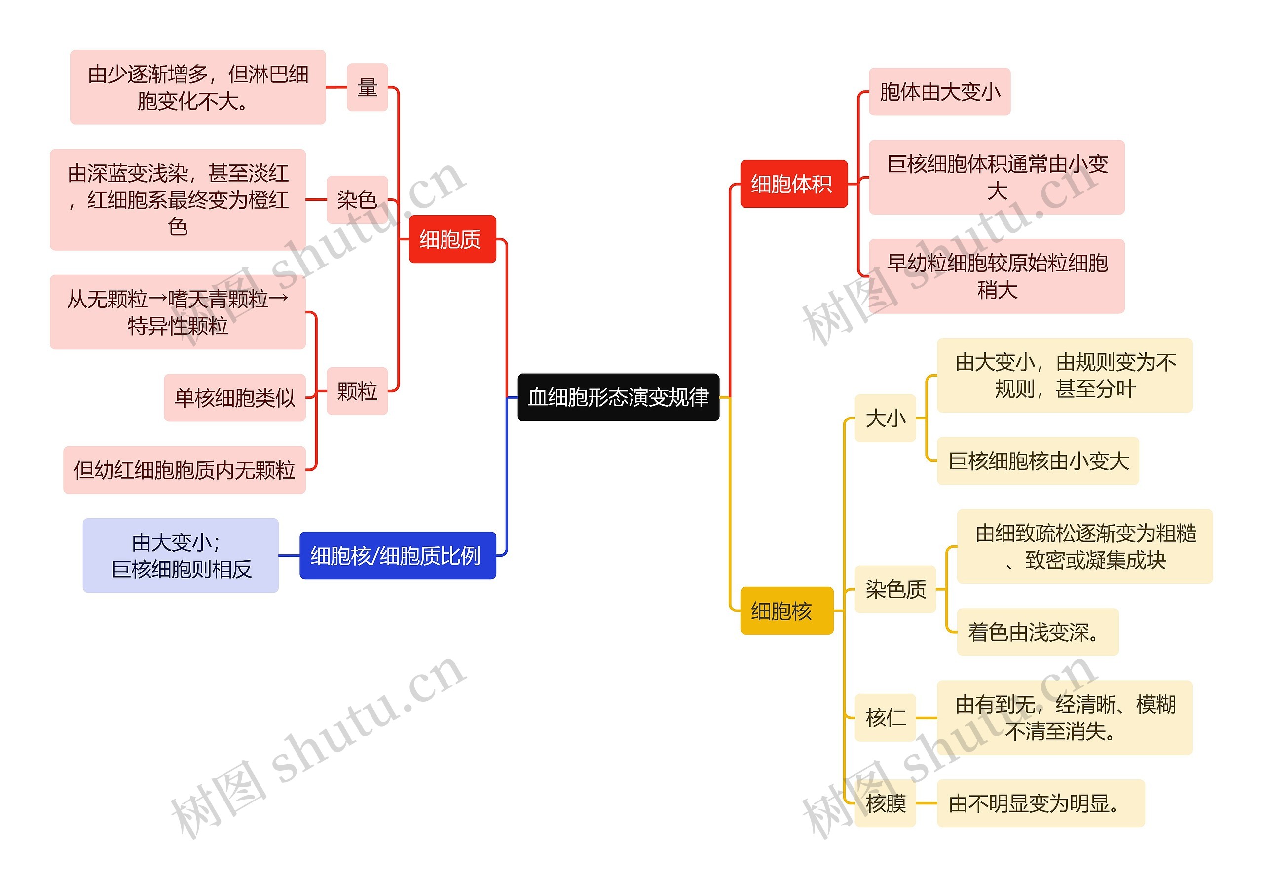 医学知识血细胞形态演变规律思维导图