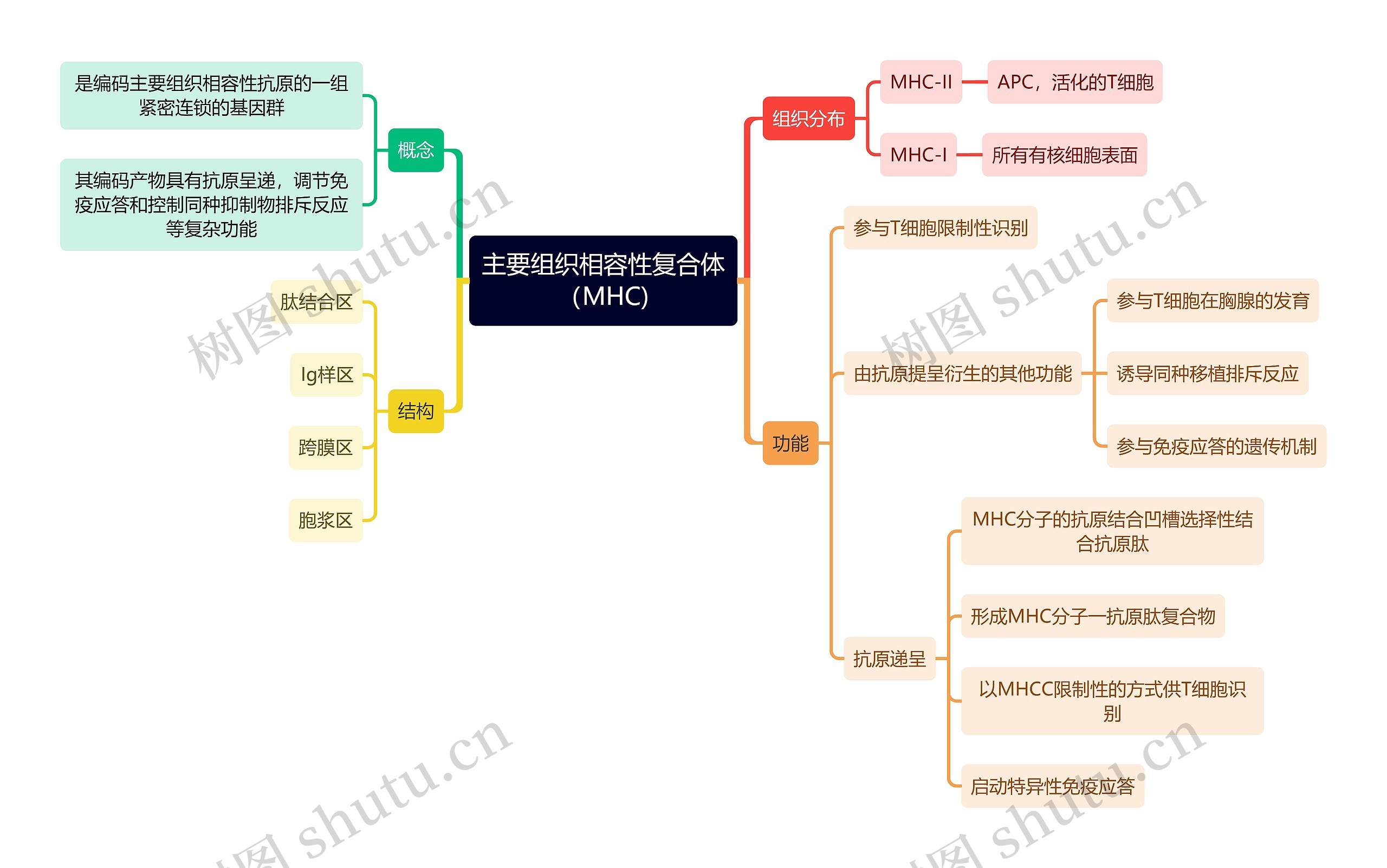 医学知识主要组织相容性复合体（MHC)思维导图