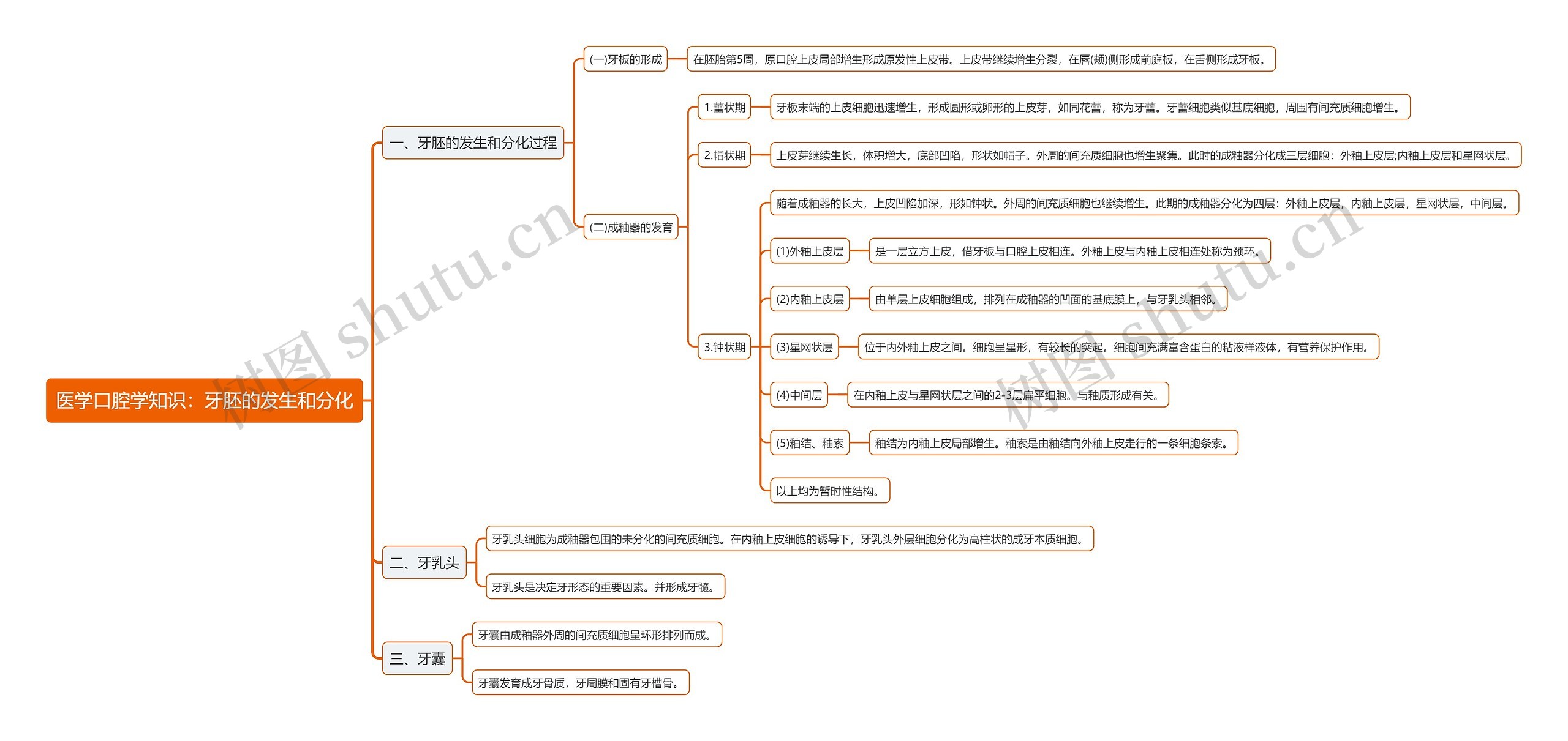 医学口腔学知识：牙胚的发生和分化思维导图