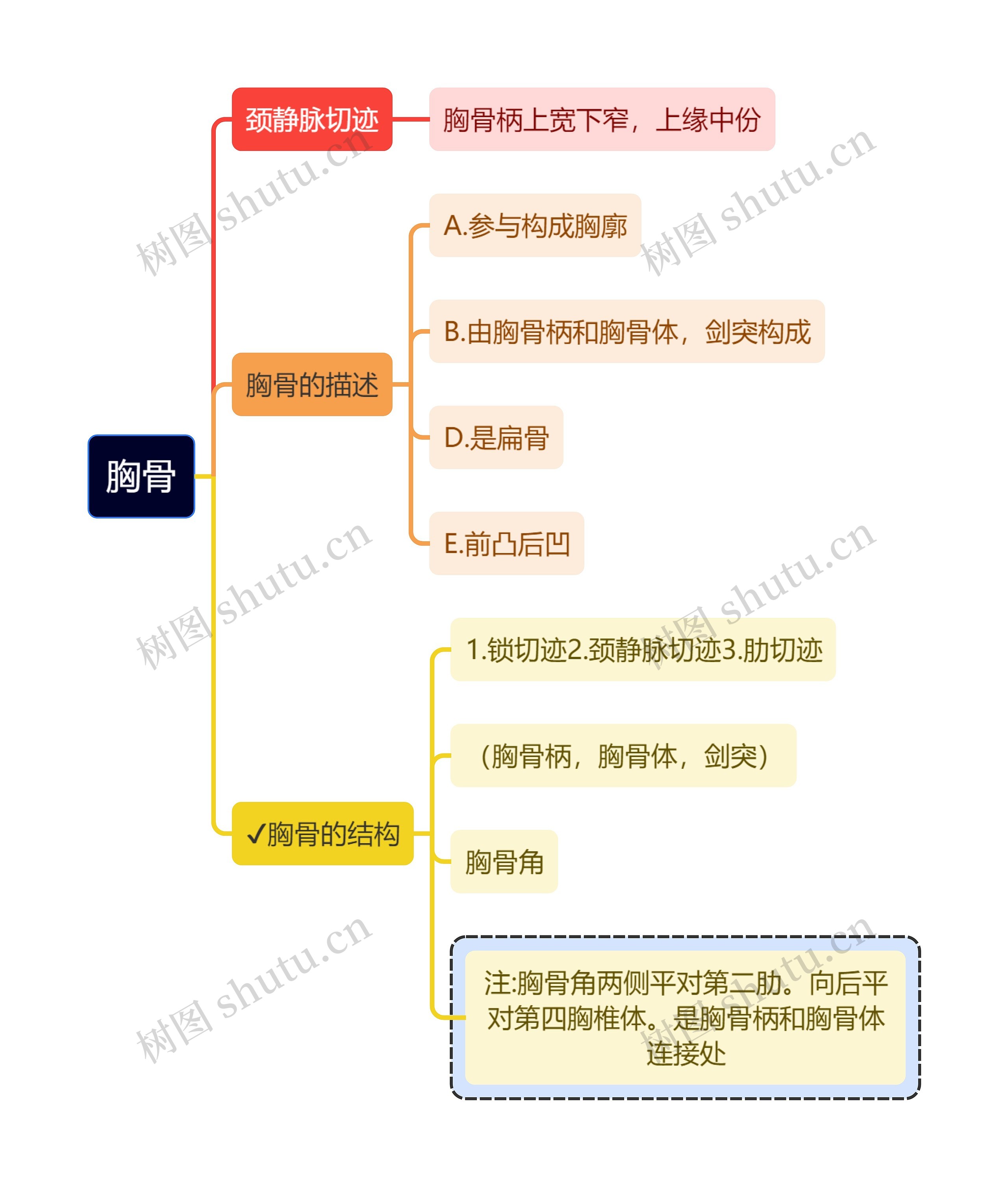 医学知识胸骨思维导图