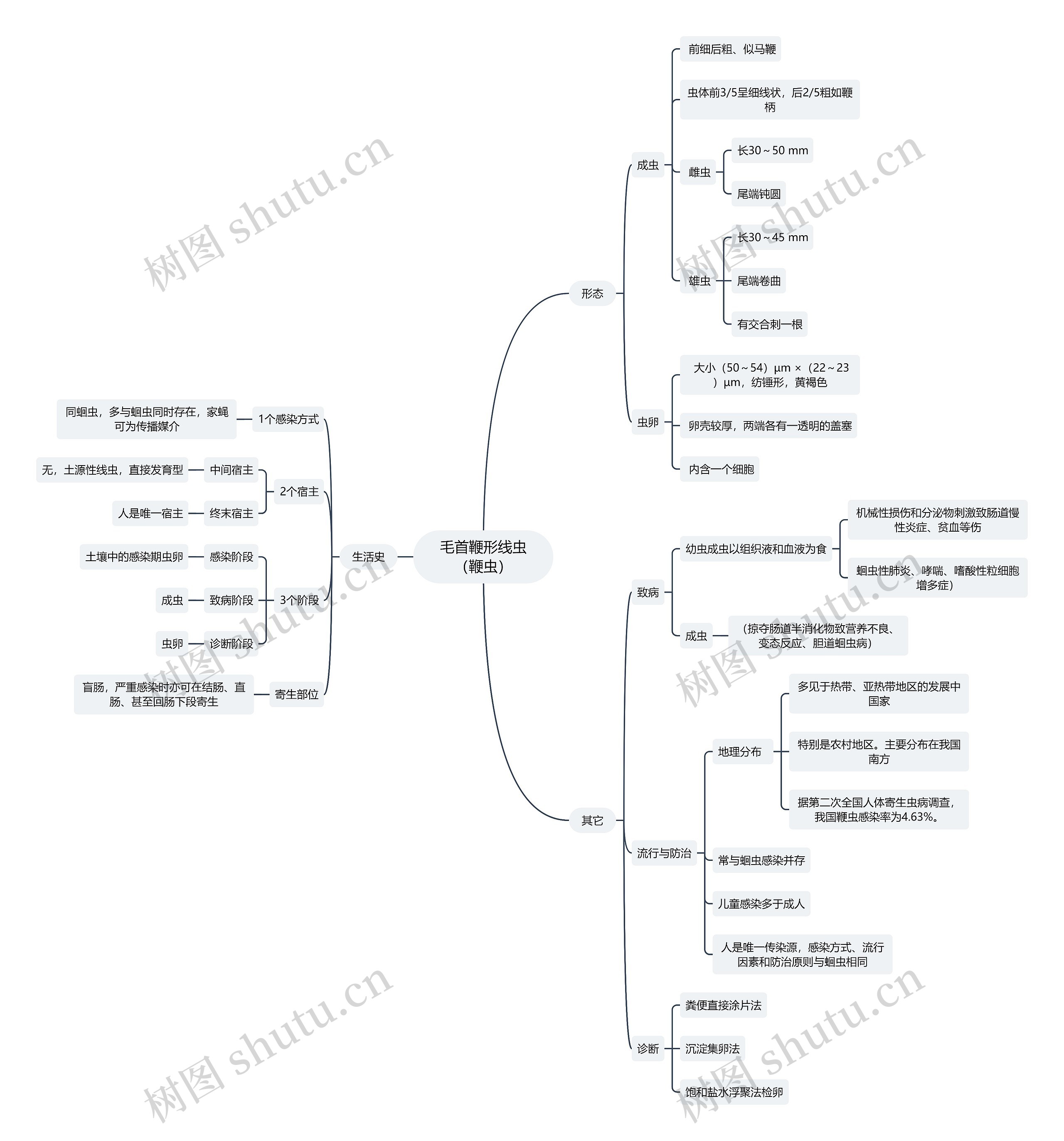 医学知识毛首鞭形线虫（鞭虫）思维导图