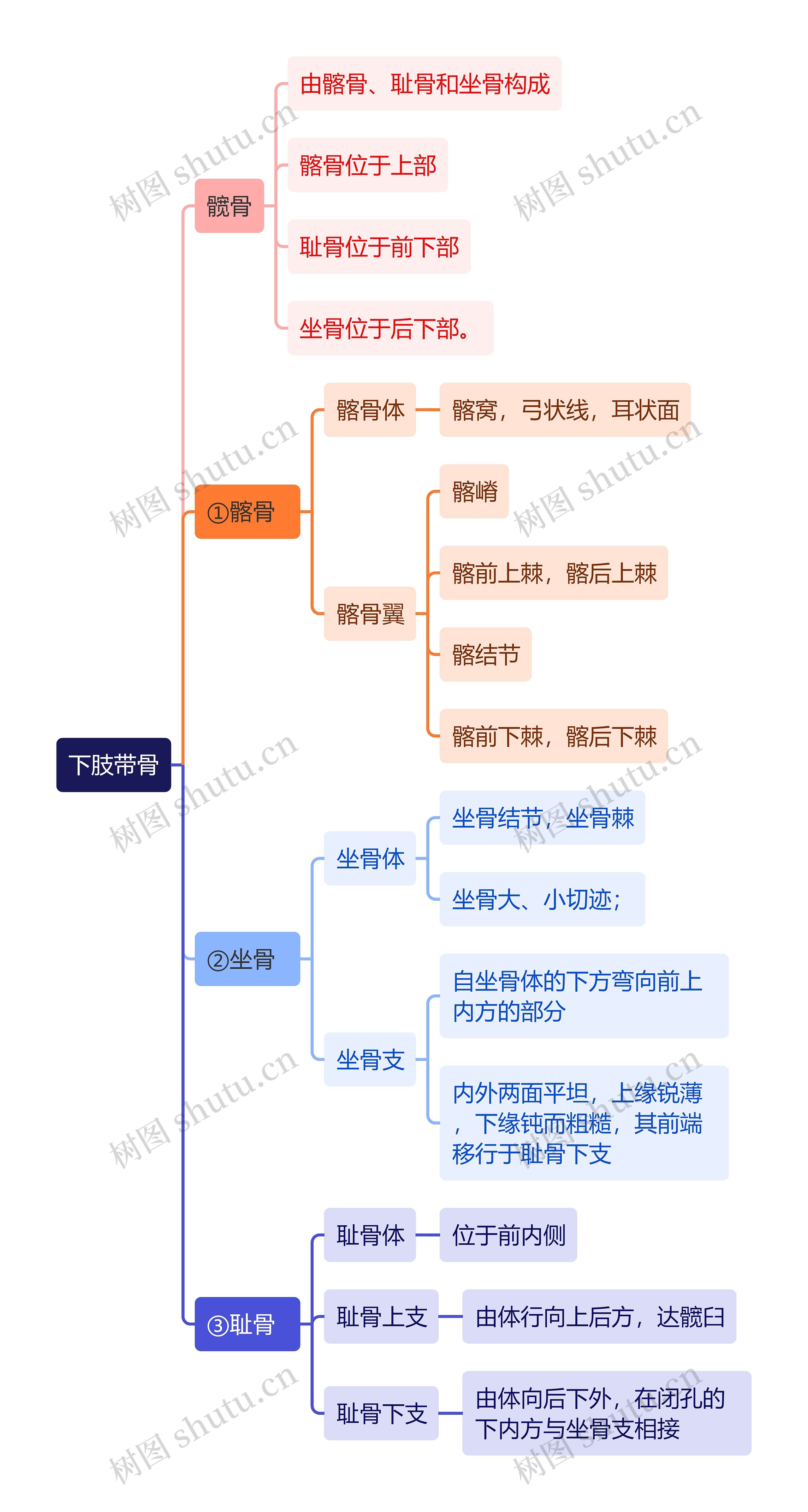 解剖学知识下肢带骨思维导图