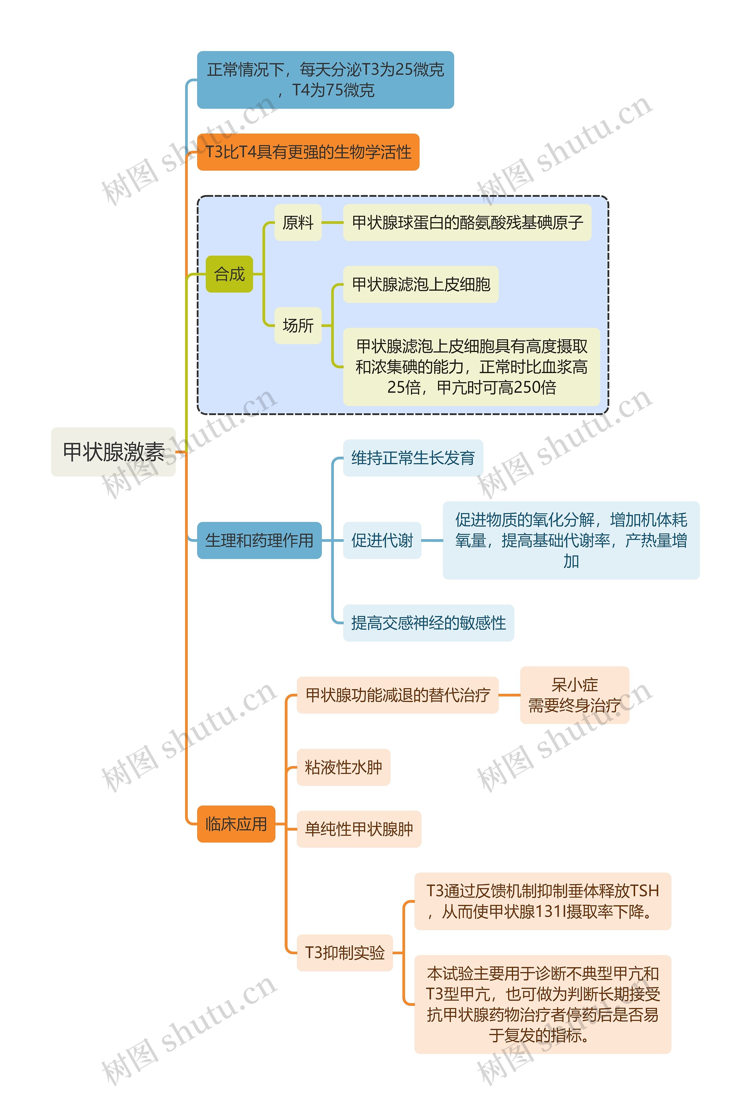 医学甲状腺激素思维导图