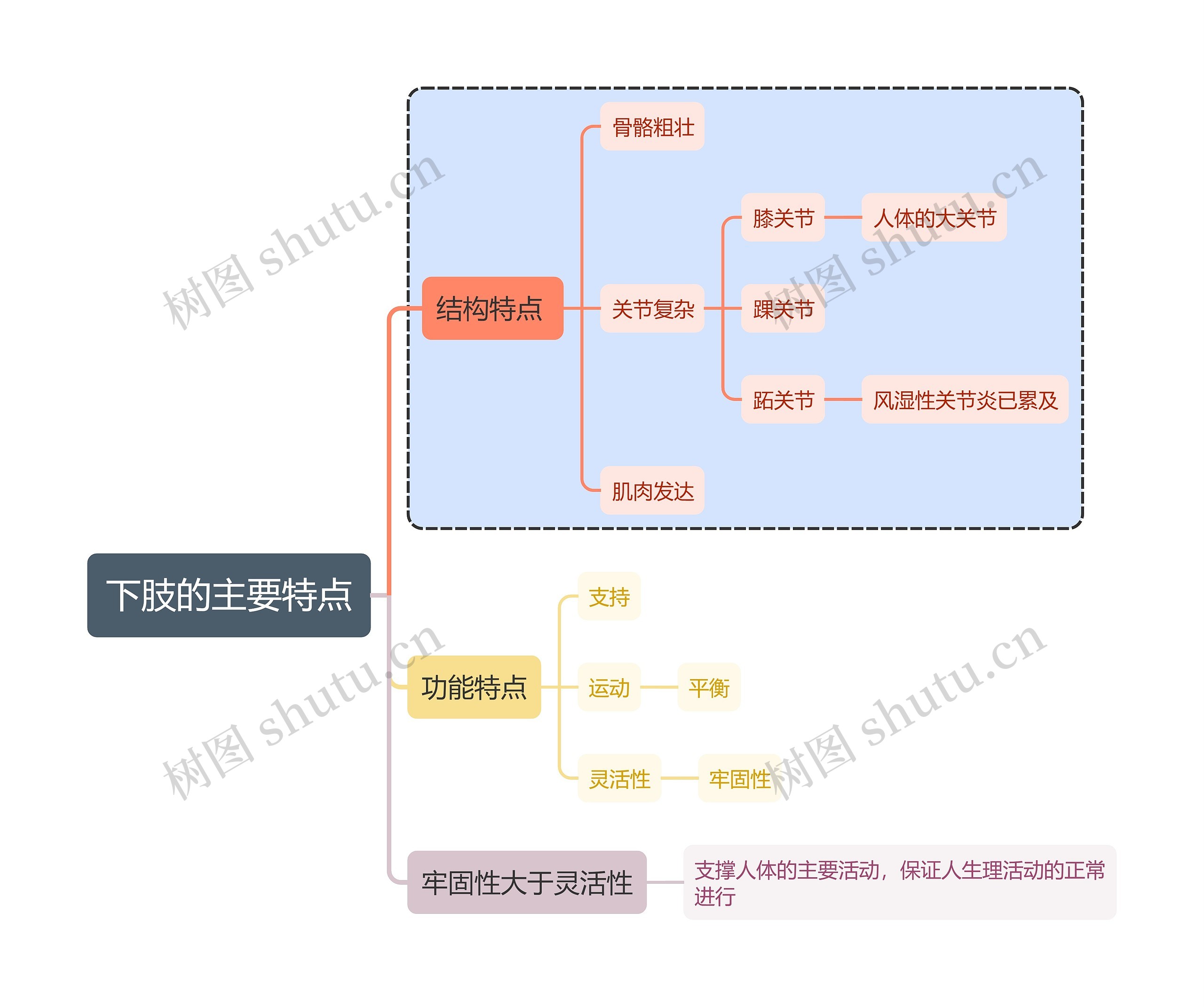 医学下肢的主要特点思维导图