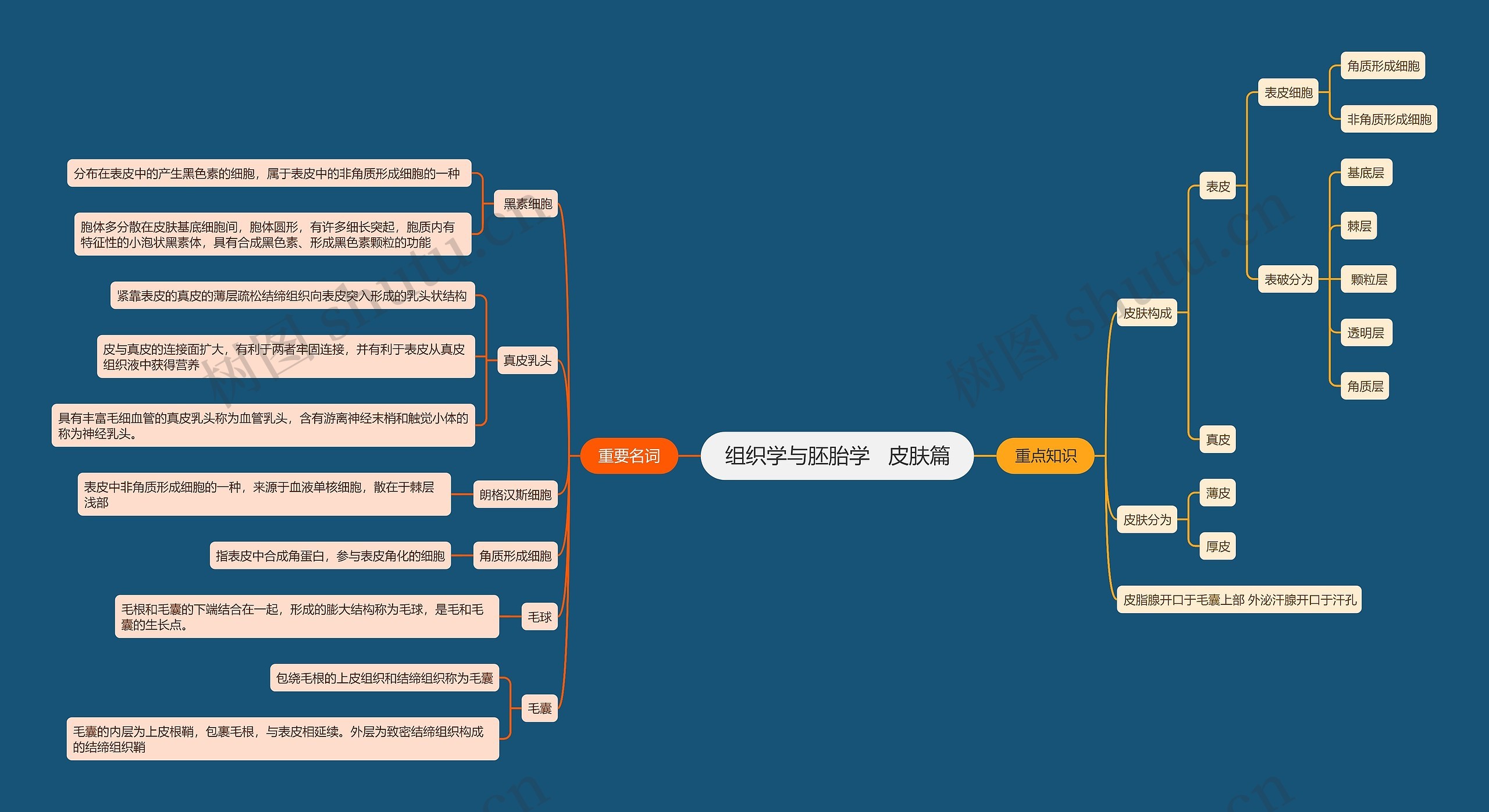 组织学与胚胎学   皮肤篇思维导图