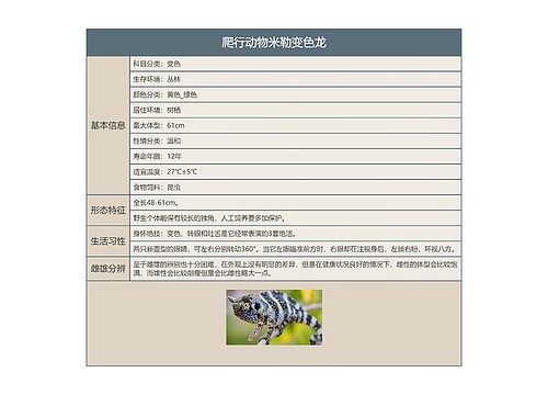 爬行动物米勒变色龙