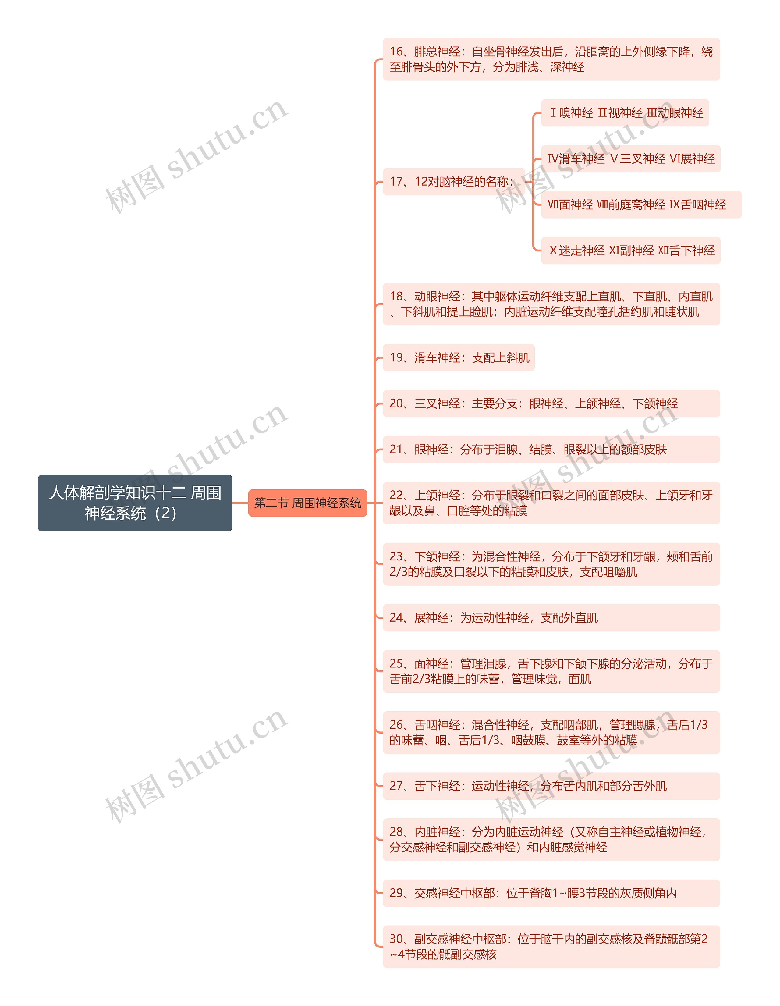 《人体解剖学知识十二 周围神经系统（2）》思维导图