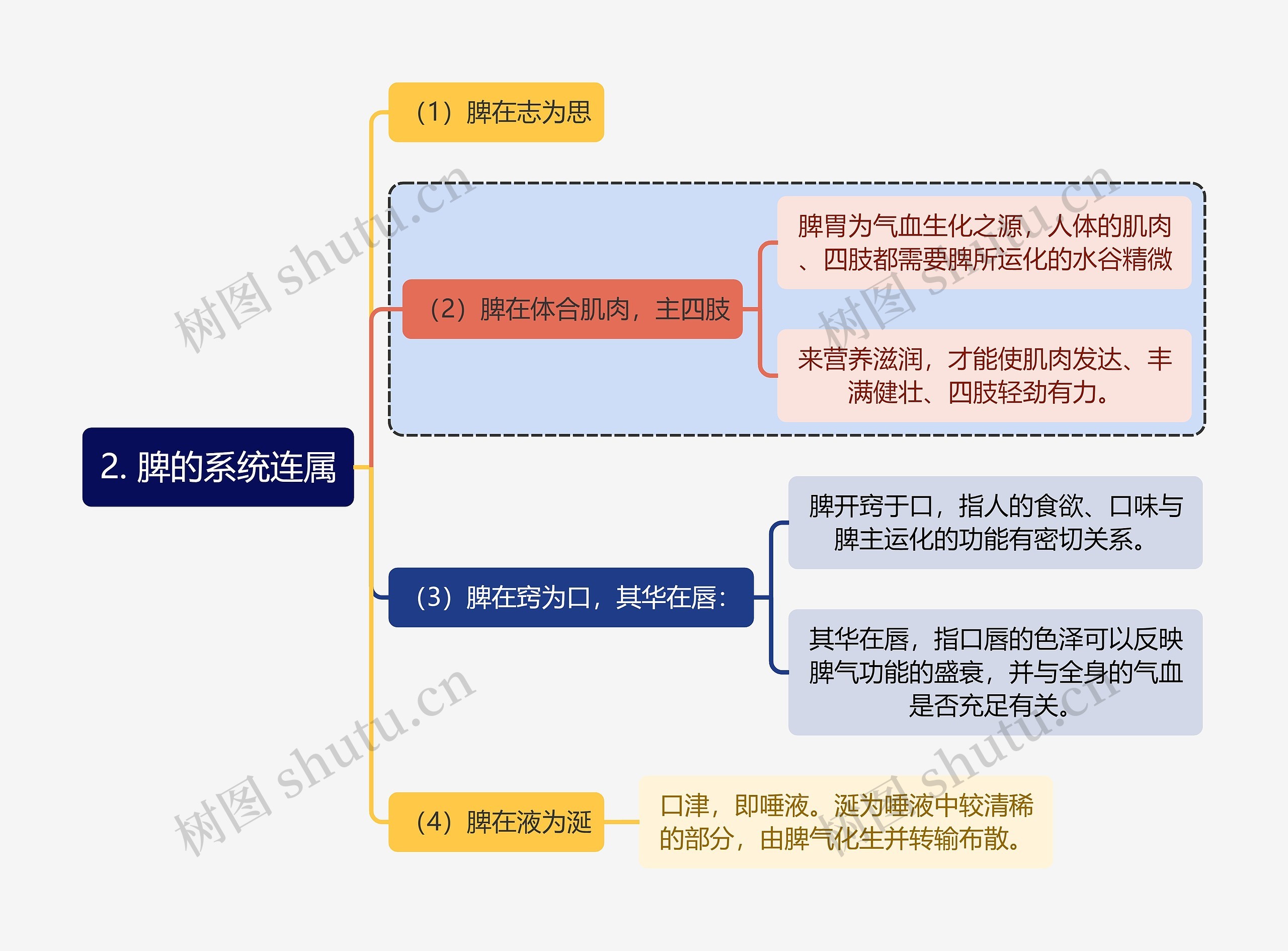 中医知识脾的系统连属思维导图