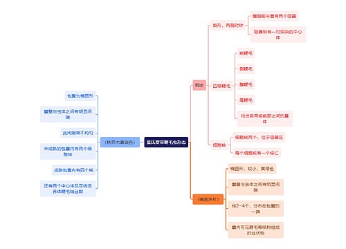 医学知识蓝氏贾带鞭毛虫形态思维导图