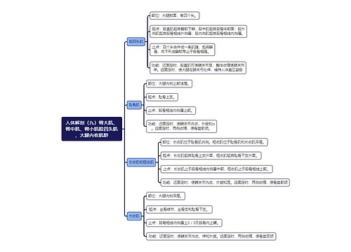 《人体解剖（九）臀大肌、臀中肌、臀小肌股四头肌、大腿内收肌群》思维导图