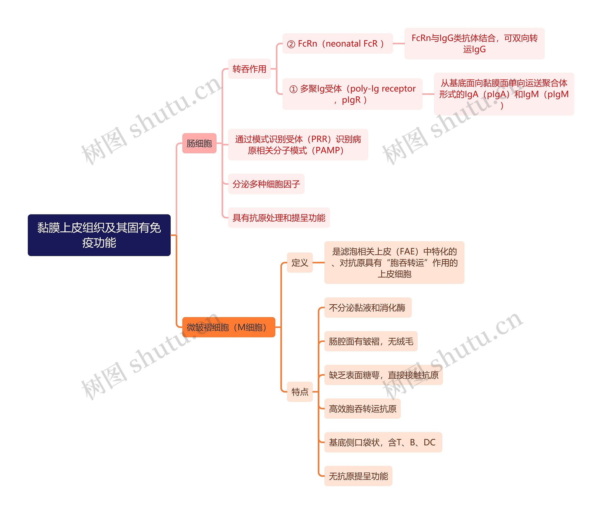 医学知识黏膜上皮组织及其固有免疫功能思维导图
