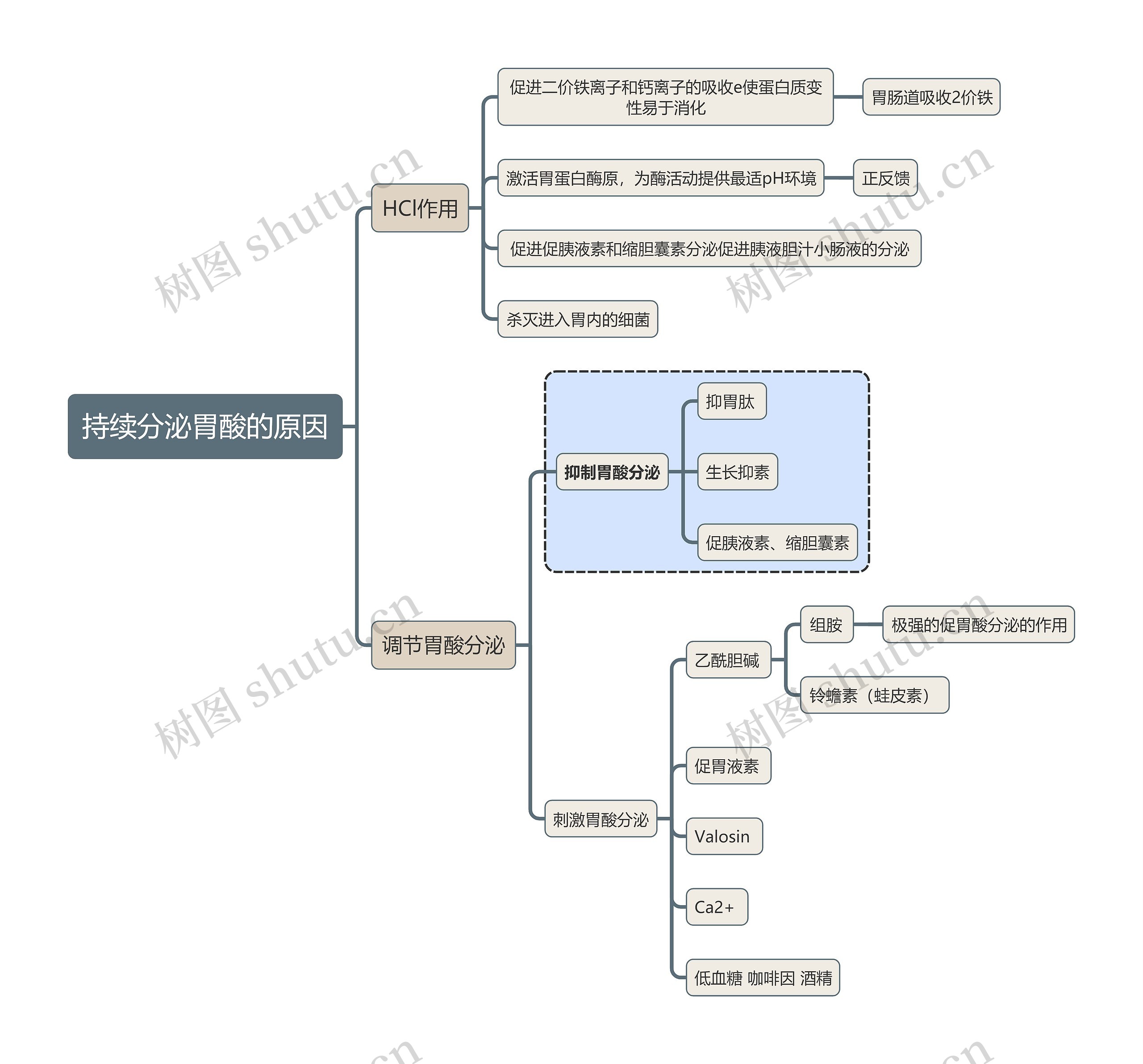 医学知识持续分泌胃酸的原因思维导图