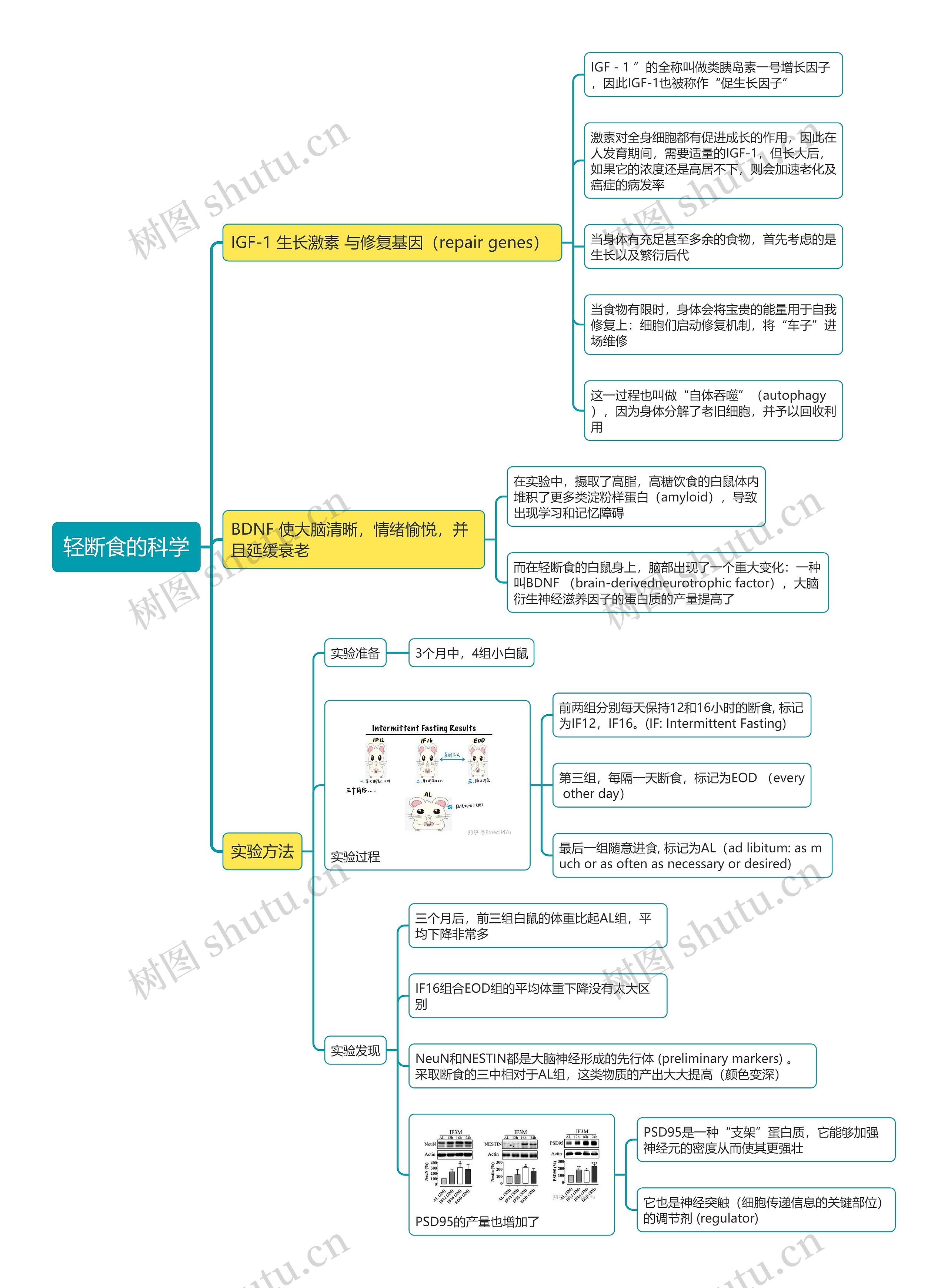 轻断食的科学思维导图