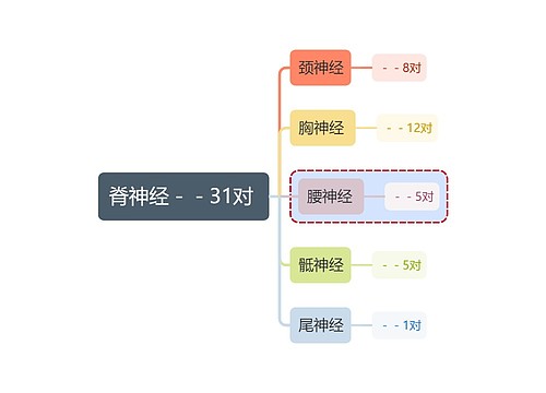 医学知识脊神经思维导图