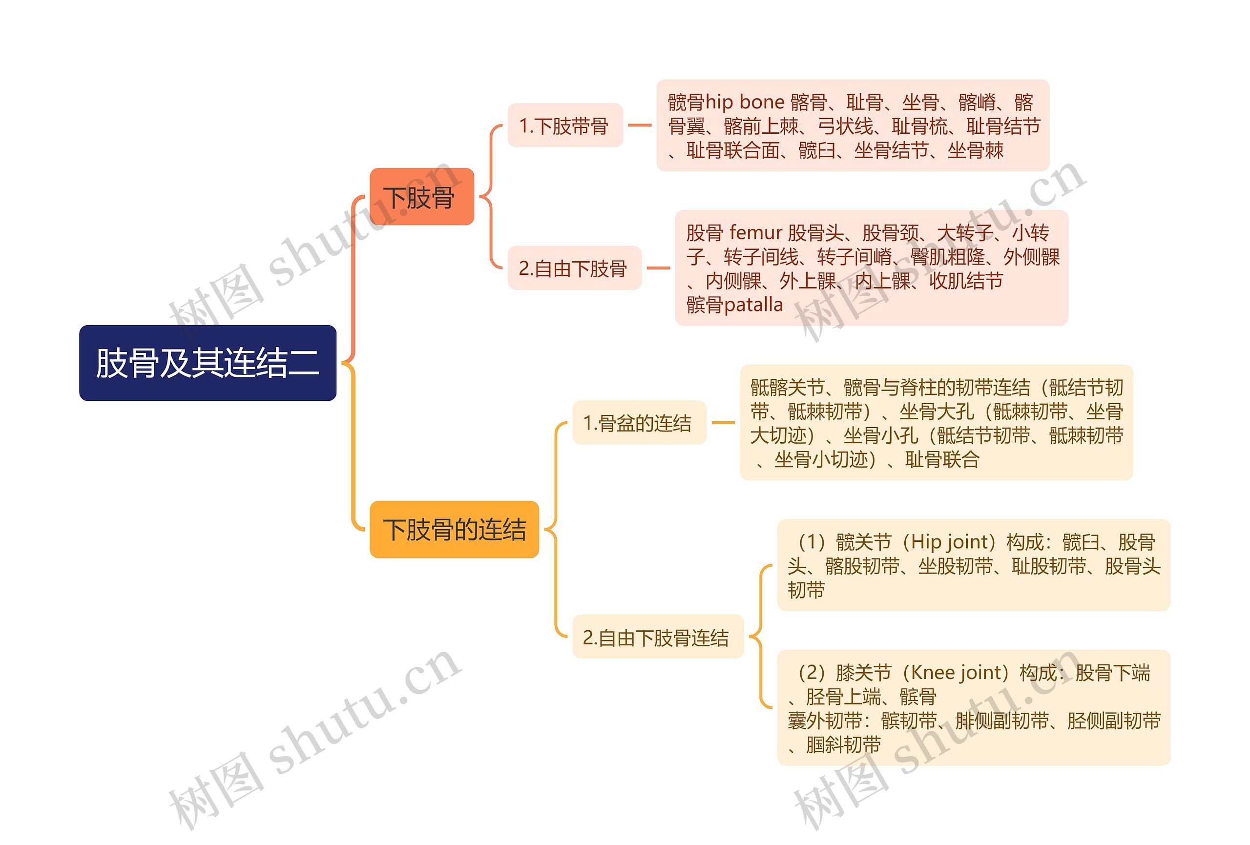 肢骨及其连结二思维导图