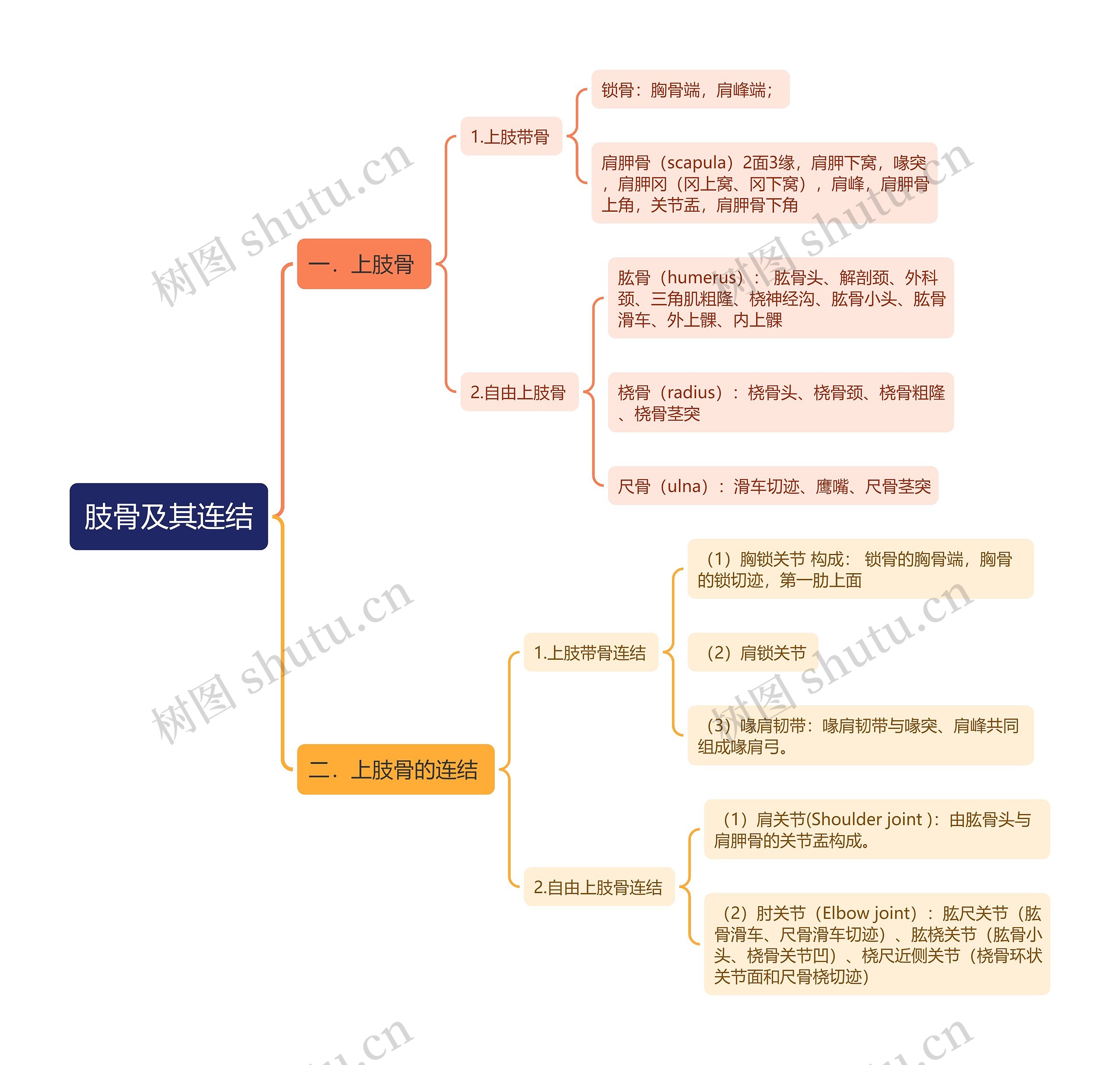 肢骨及其连结思维导图