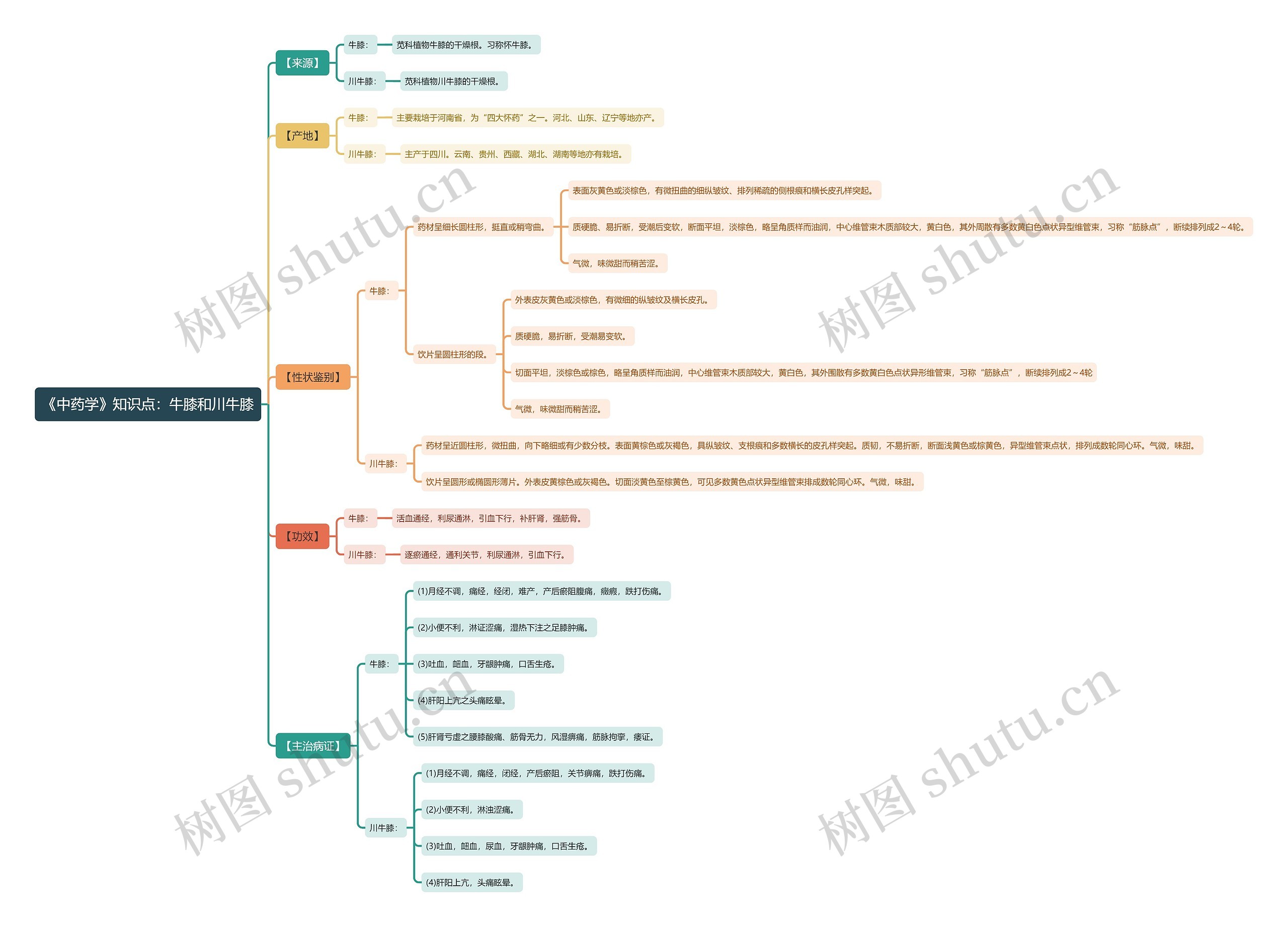 《中药学》知识点：牛膝和川牛膝思维导图