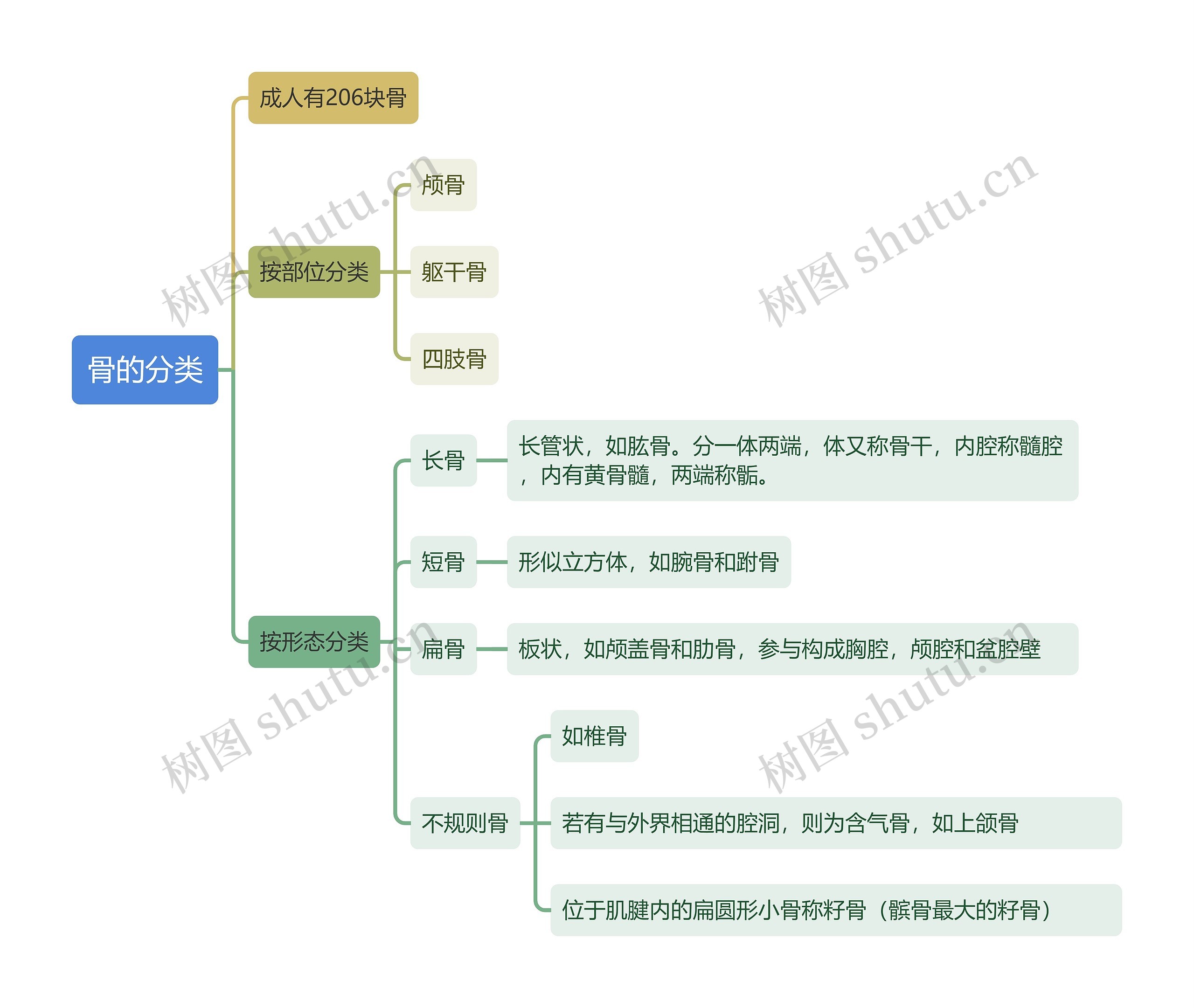 骨的分类思维导图