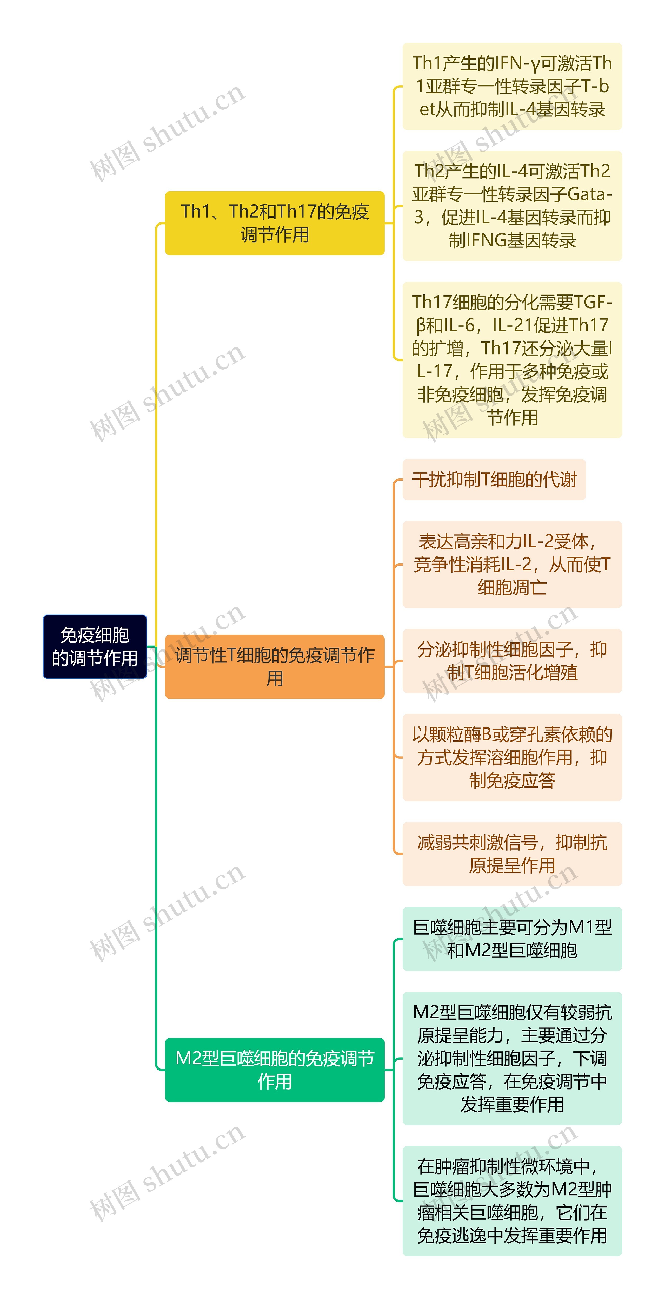 医学知识免疫细胞的调节作用思维导图