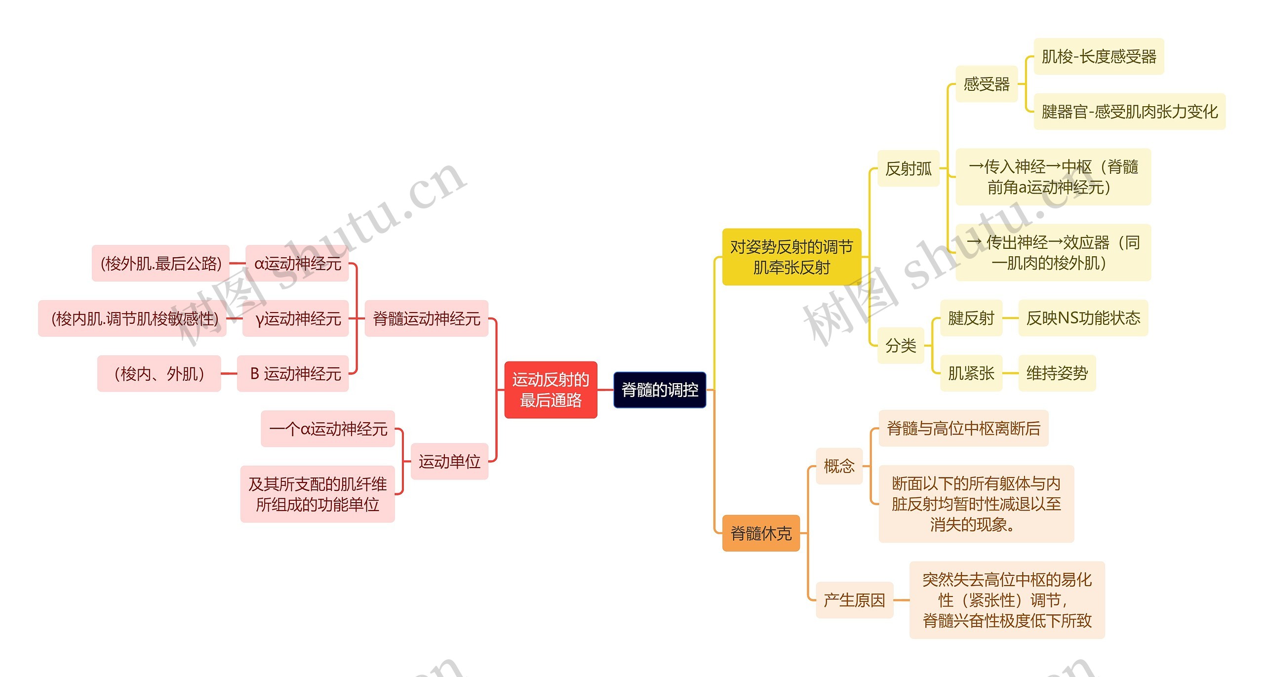 医学知识脊髓的调控思维导图