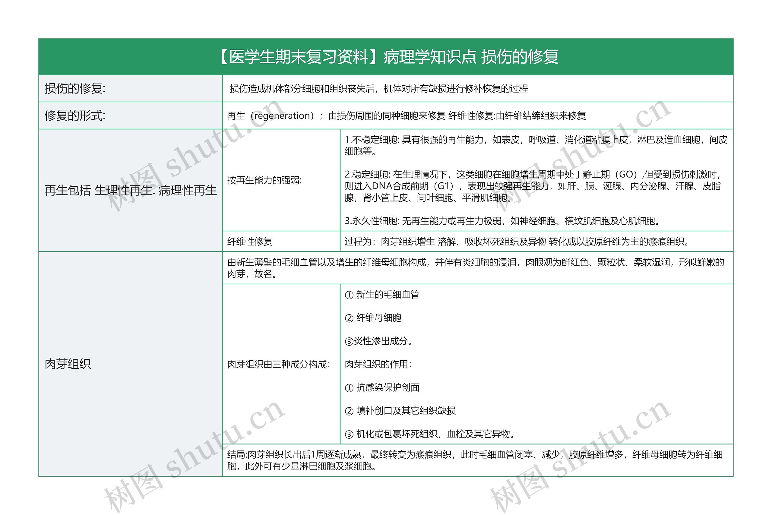 【医学生期末复习资料】病理学知识点 损伤的修复