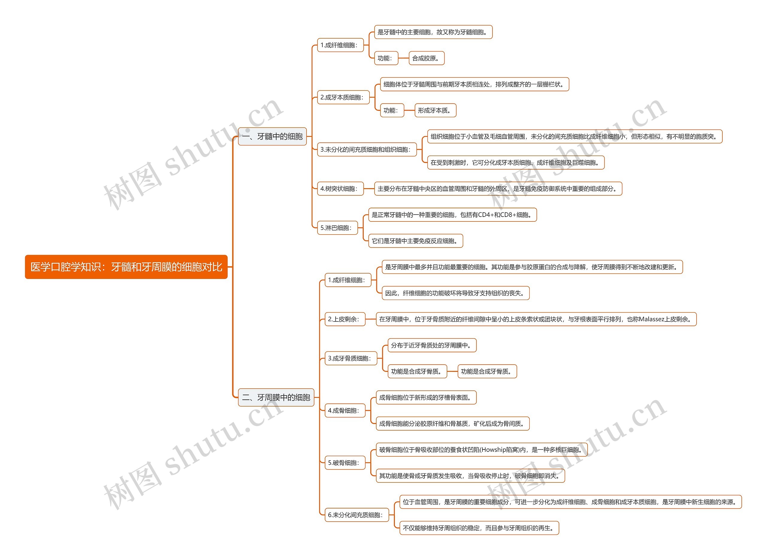 医学口腔学知识：牙髓和牙周膜的细胞对比思维导图