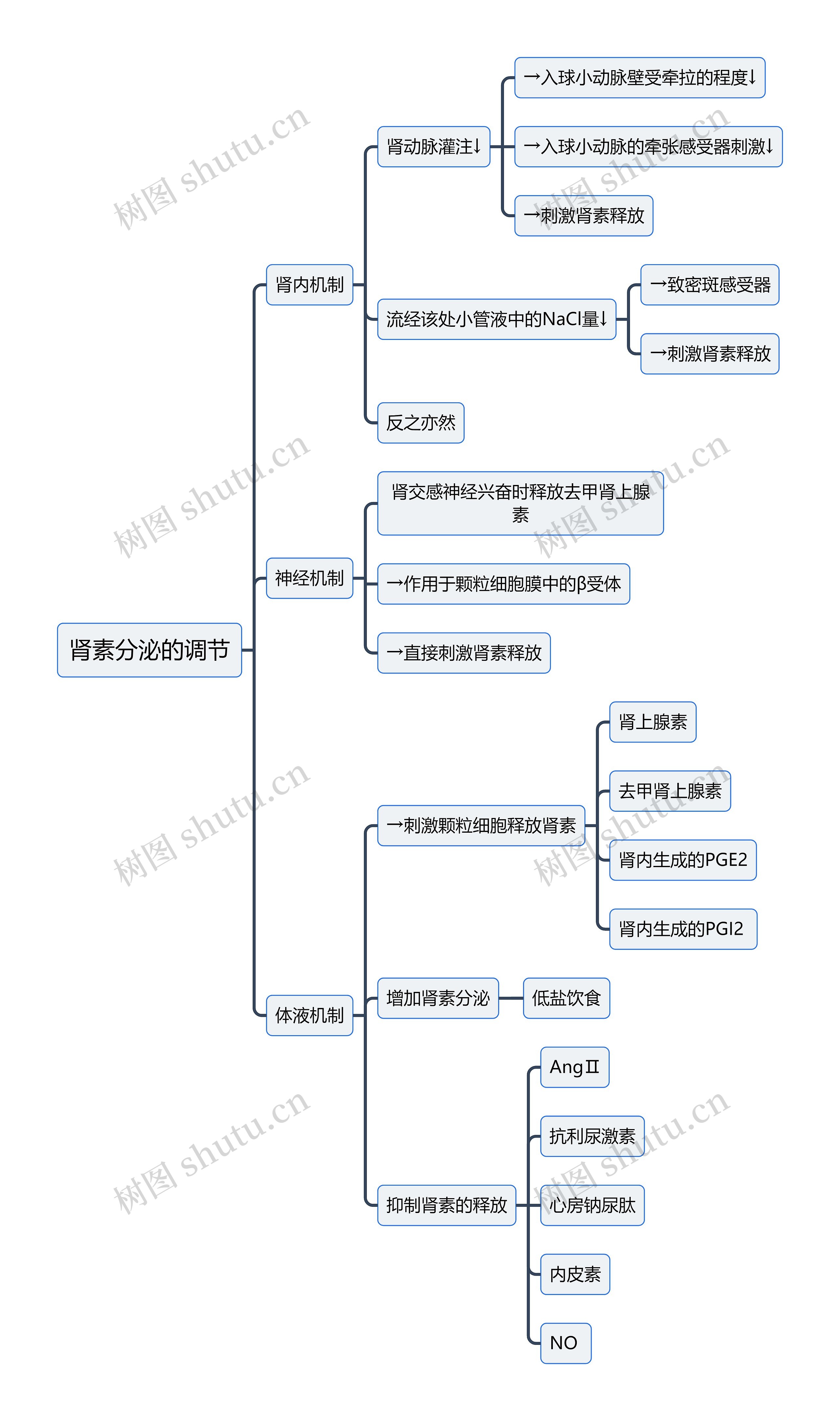 医学知识肾素分泌的调节思维导图