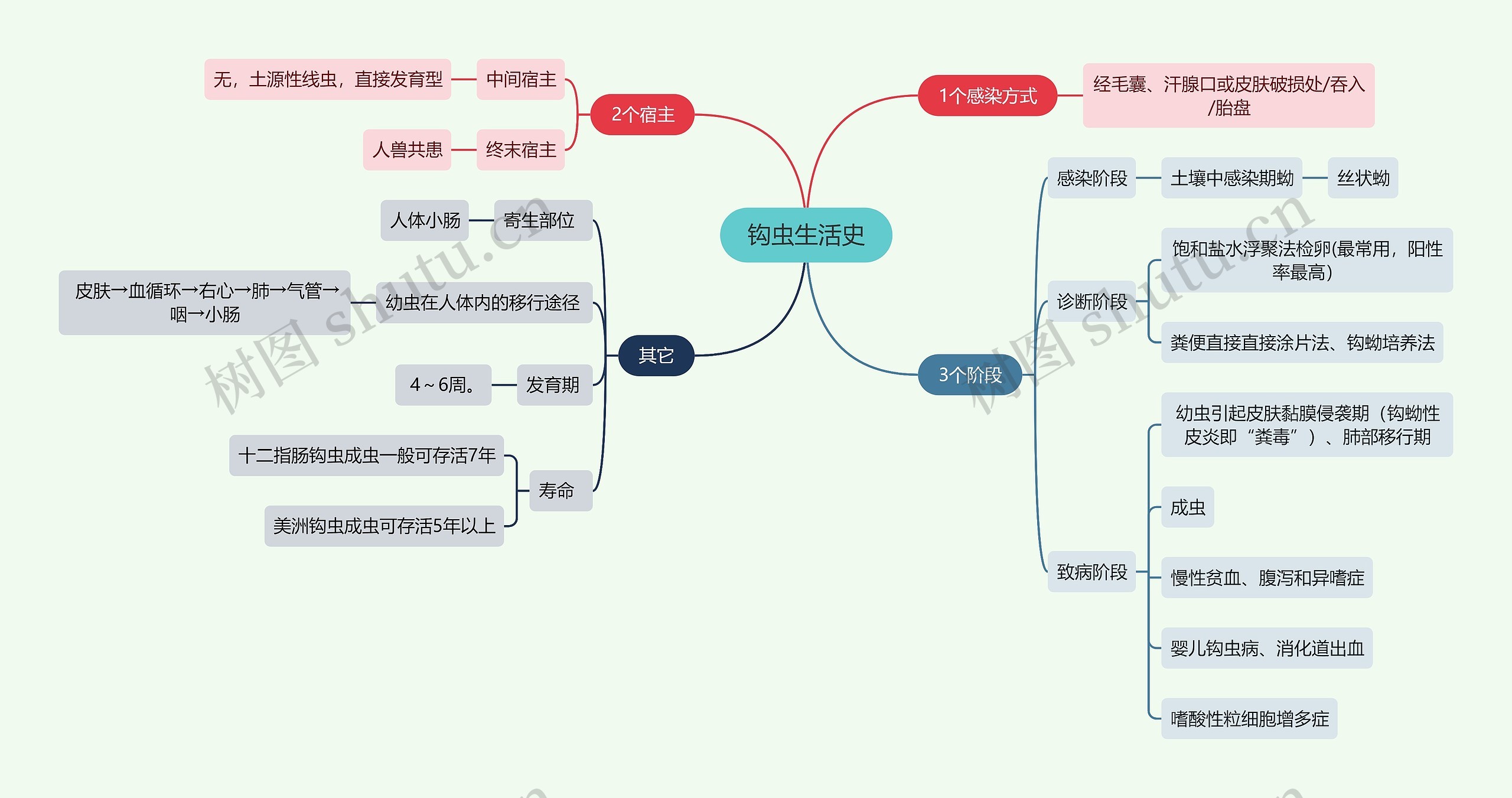 医学知识钩虫生活史思维导图