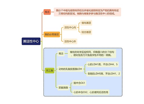 医学知识酶活性中心思维导图