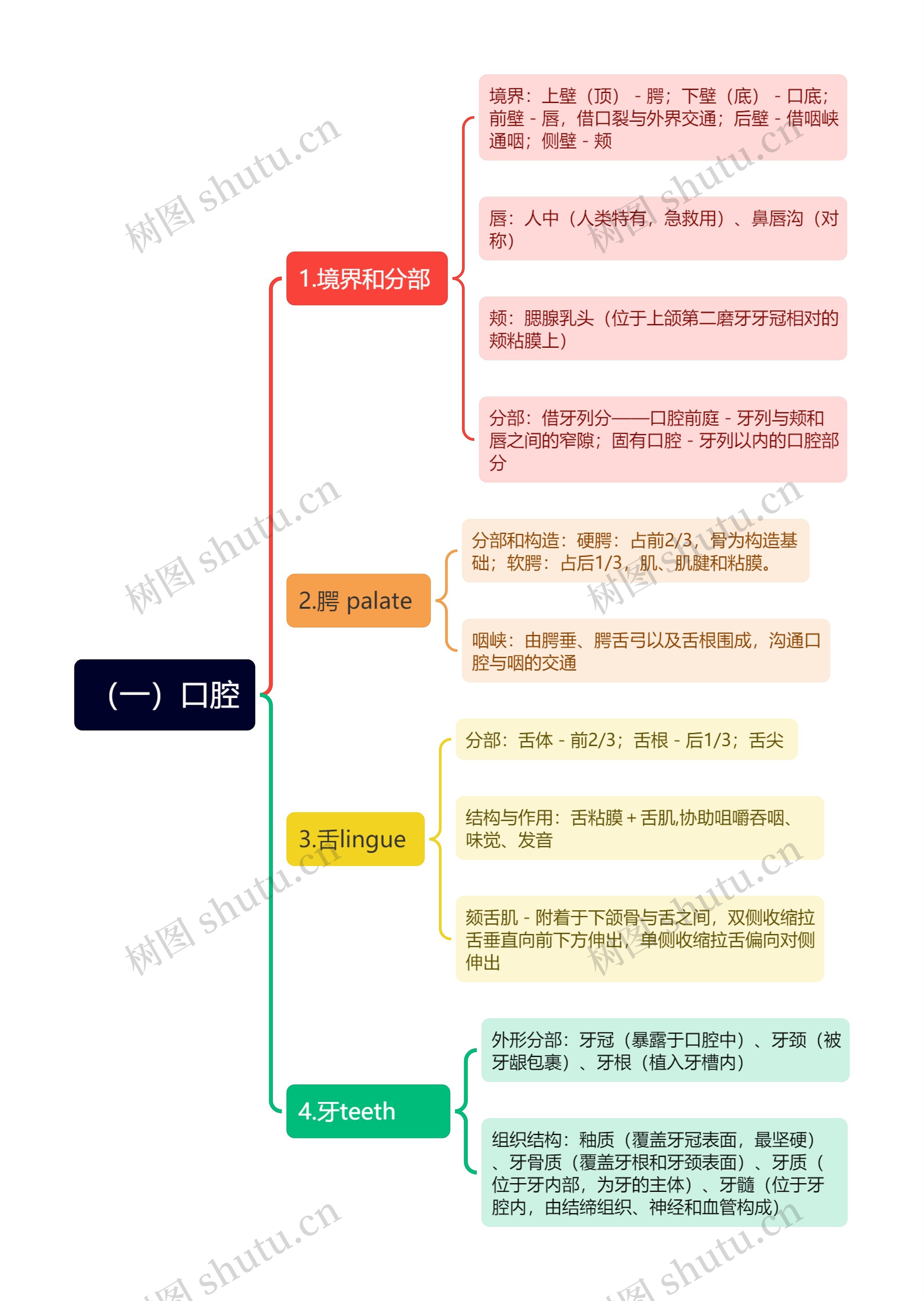 口腔思维导图