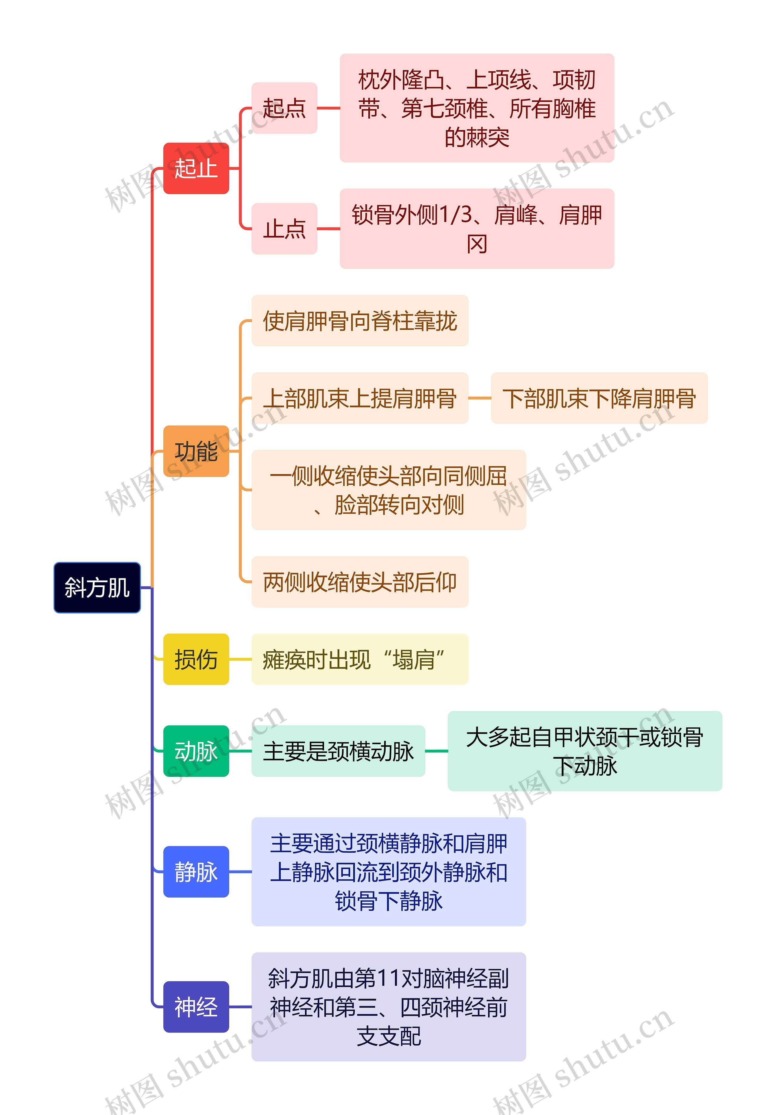 解剖学知识斜方肌思维导图