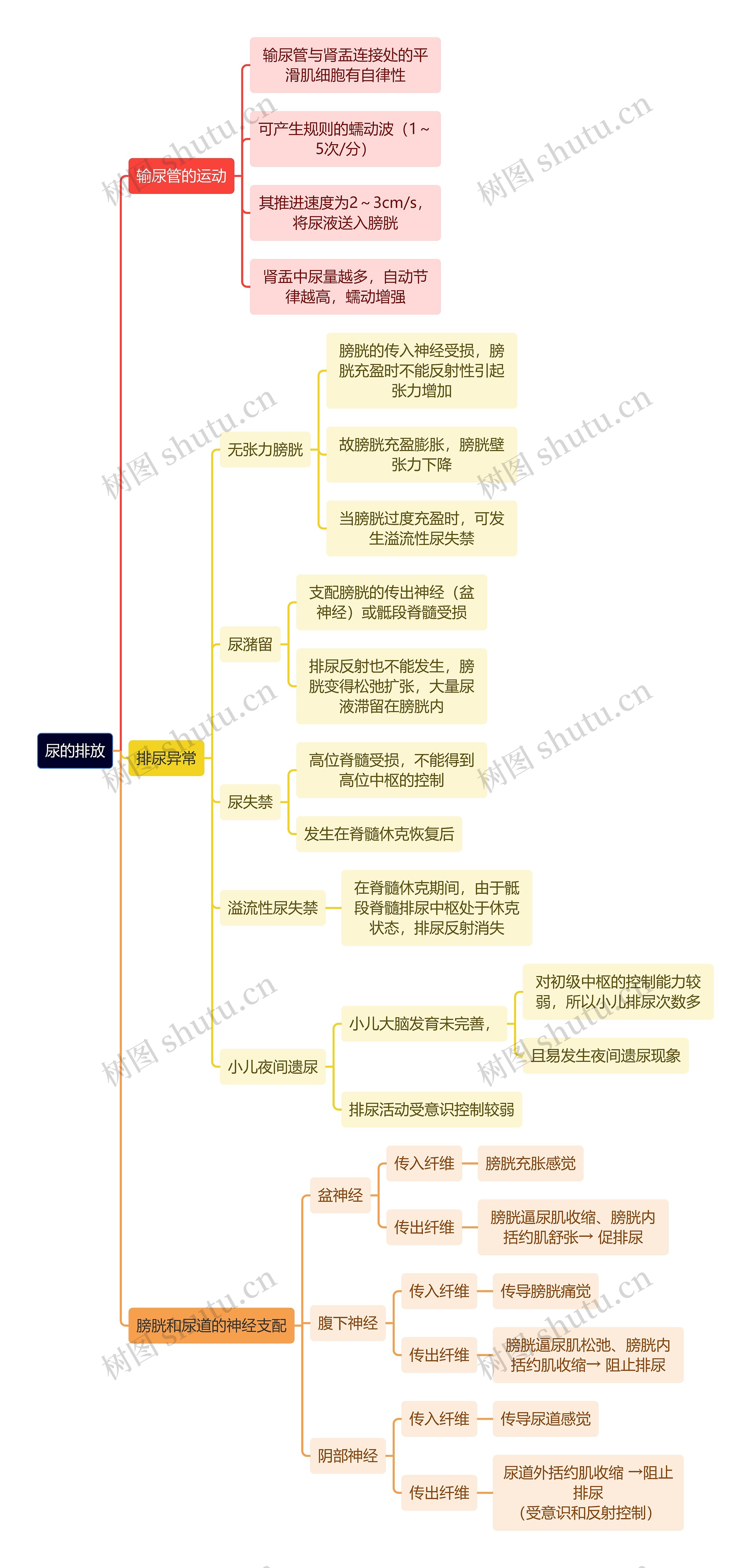 医学知识尿的排放思维导图