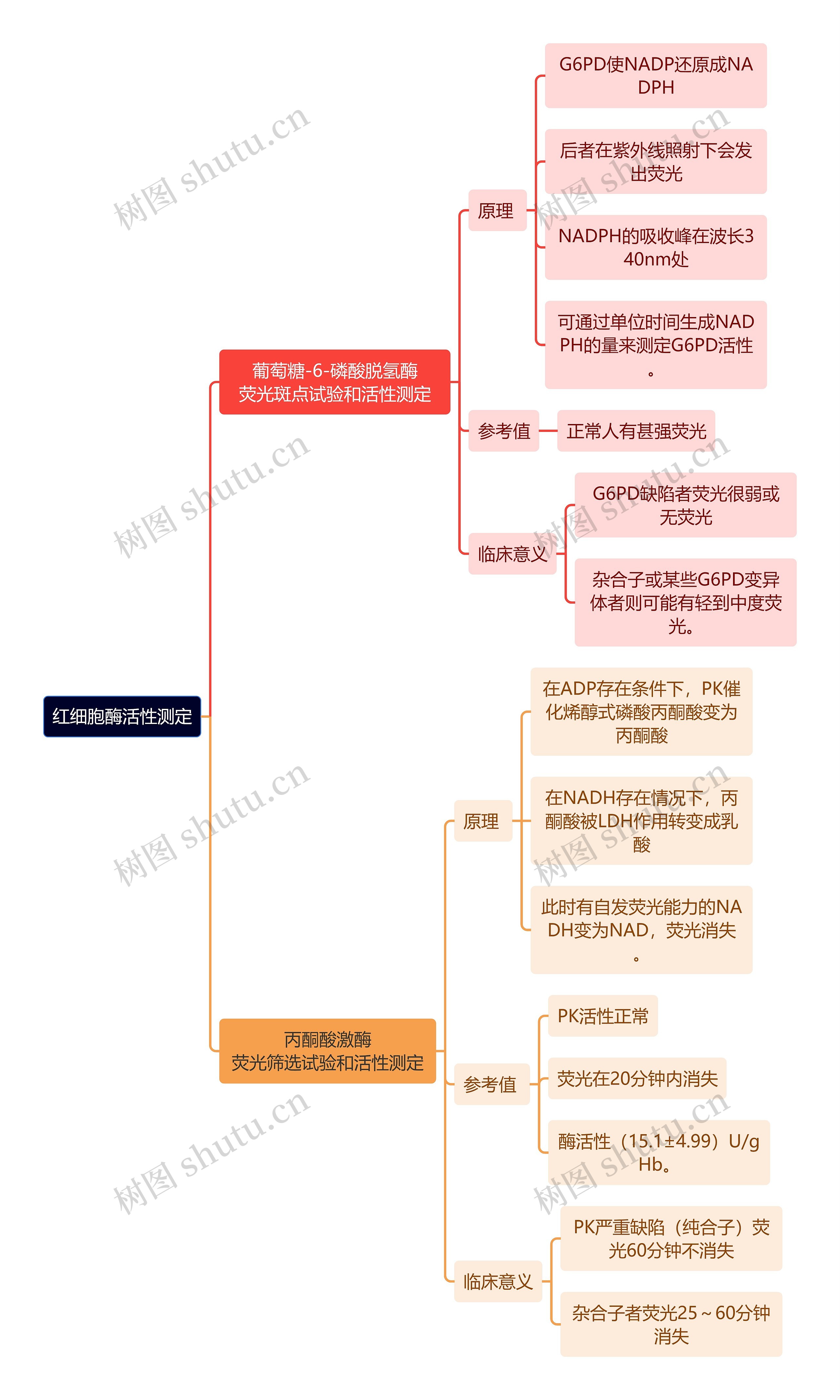 医学知识红细胞酶活性测定思维导图