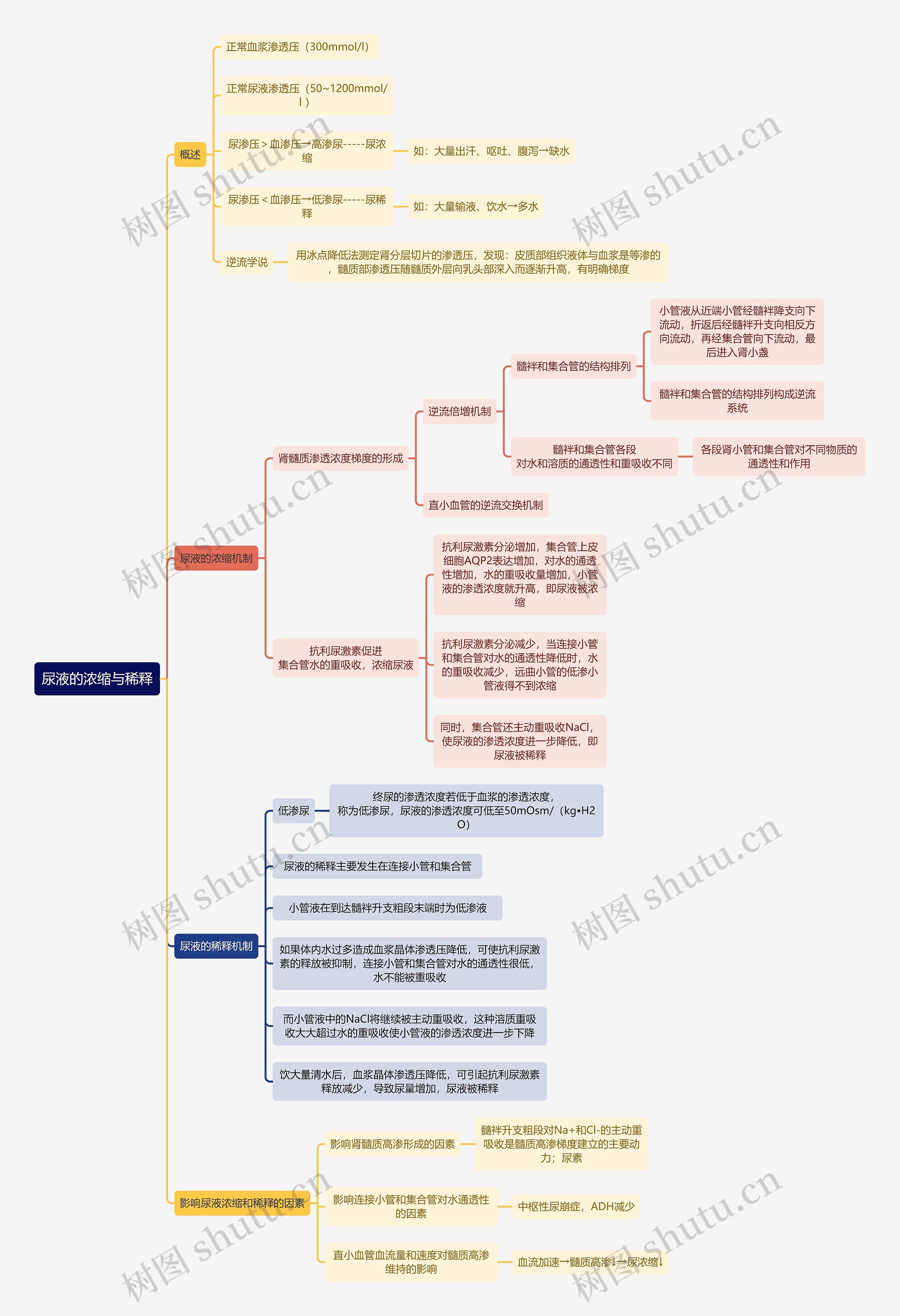 医学知识尿液的浓缩与稀释思维导图