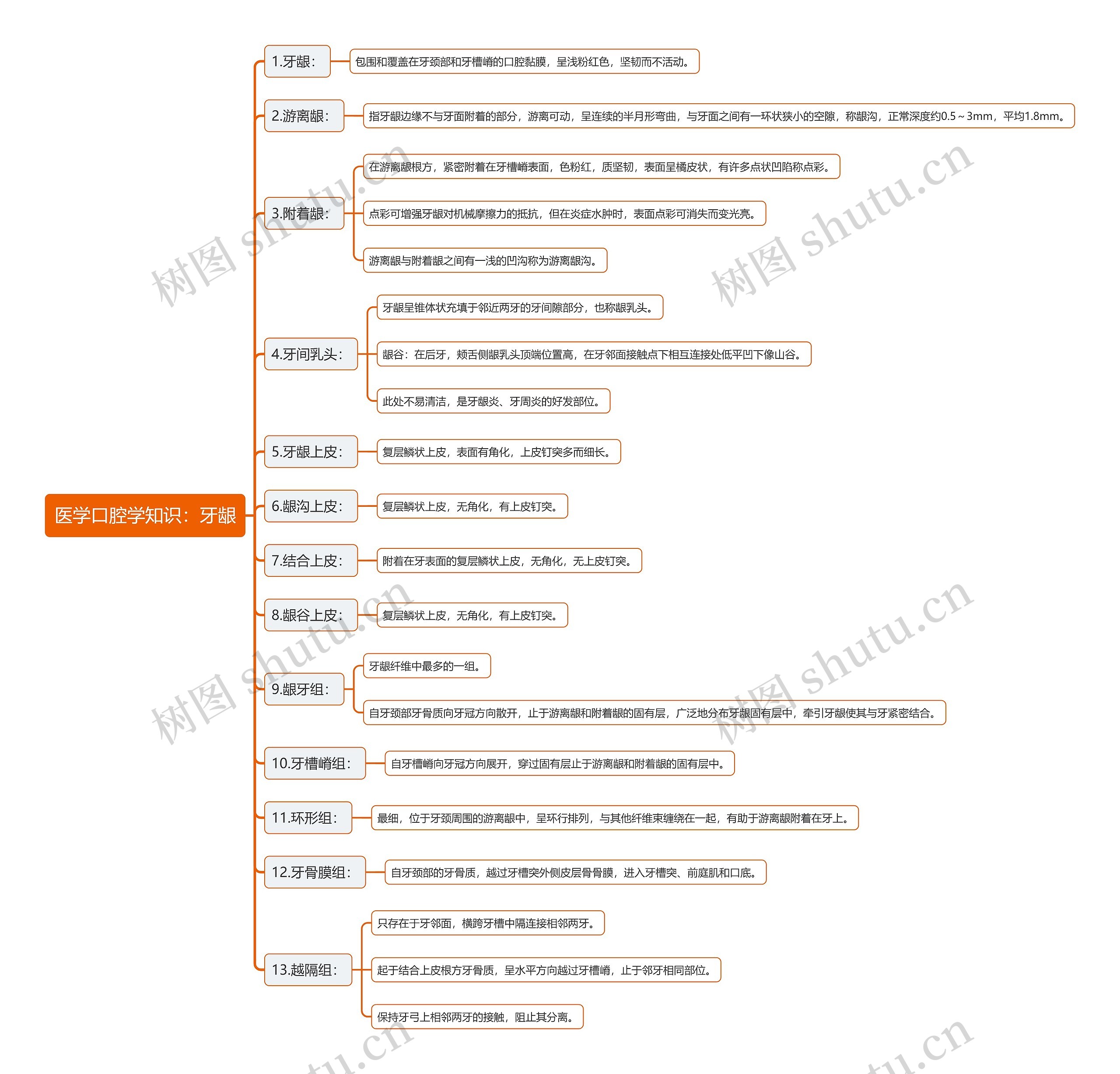医学口腔学知识：牙龈思维导图